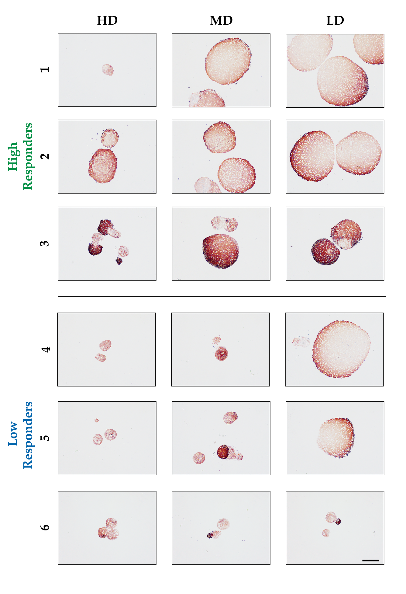 Biomolecules 14 00413 g002 Biomolecules 14 00413 g002