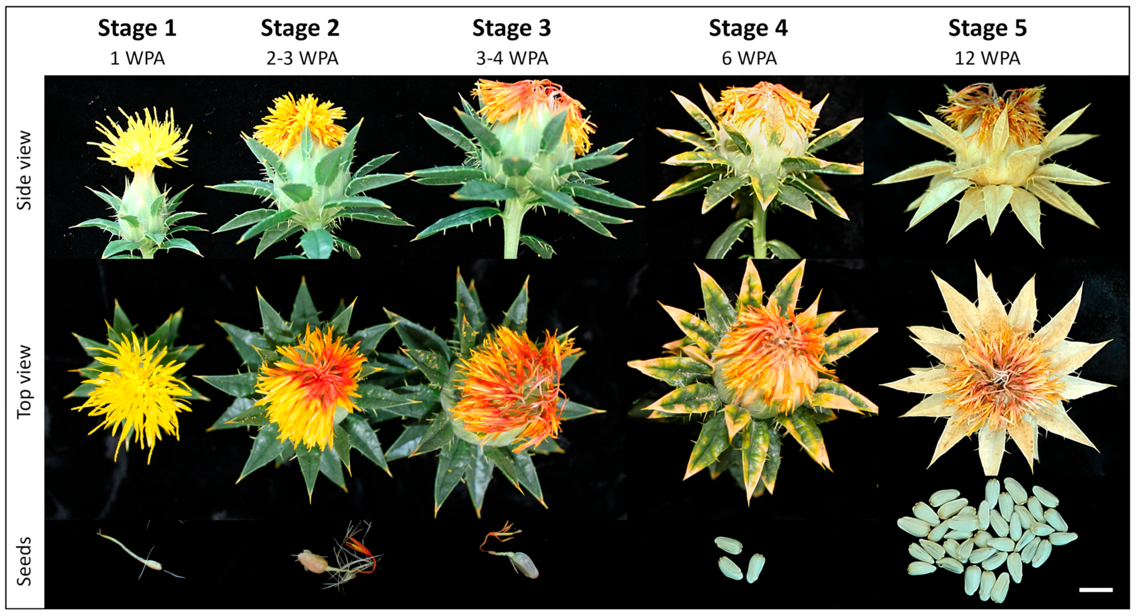 Biomolecules 14 00414 g001