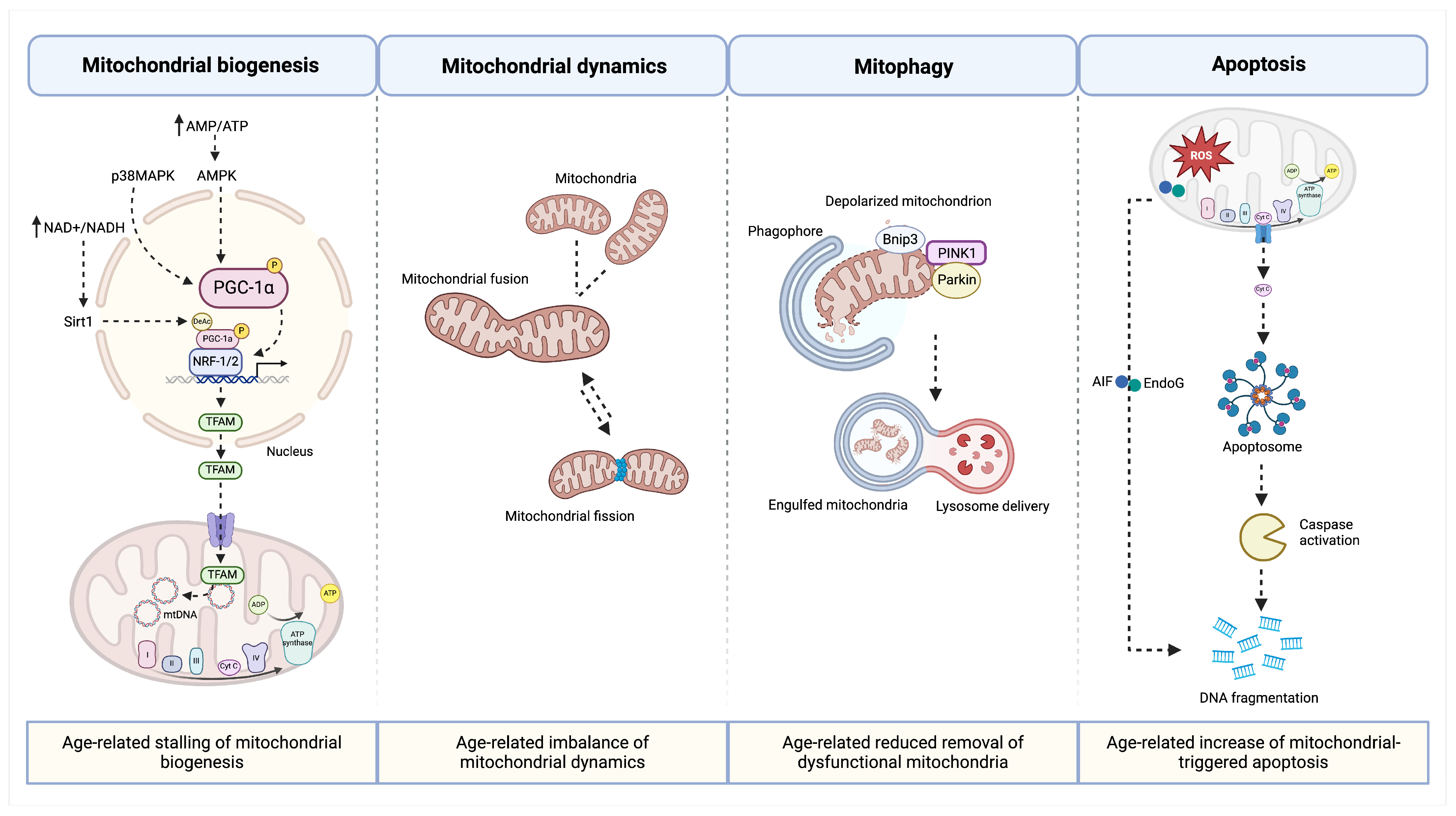 Biomolecules 14 00415 g002