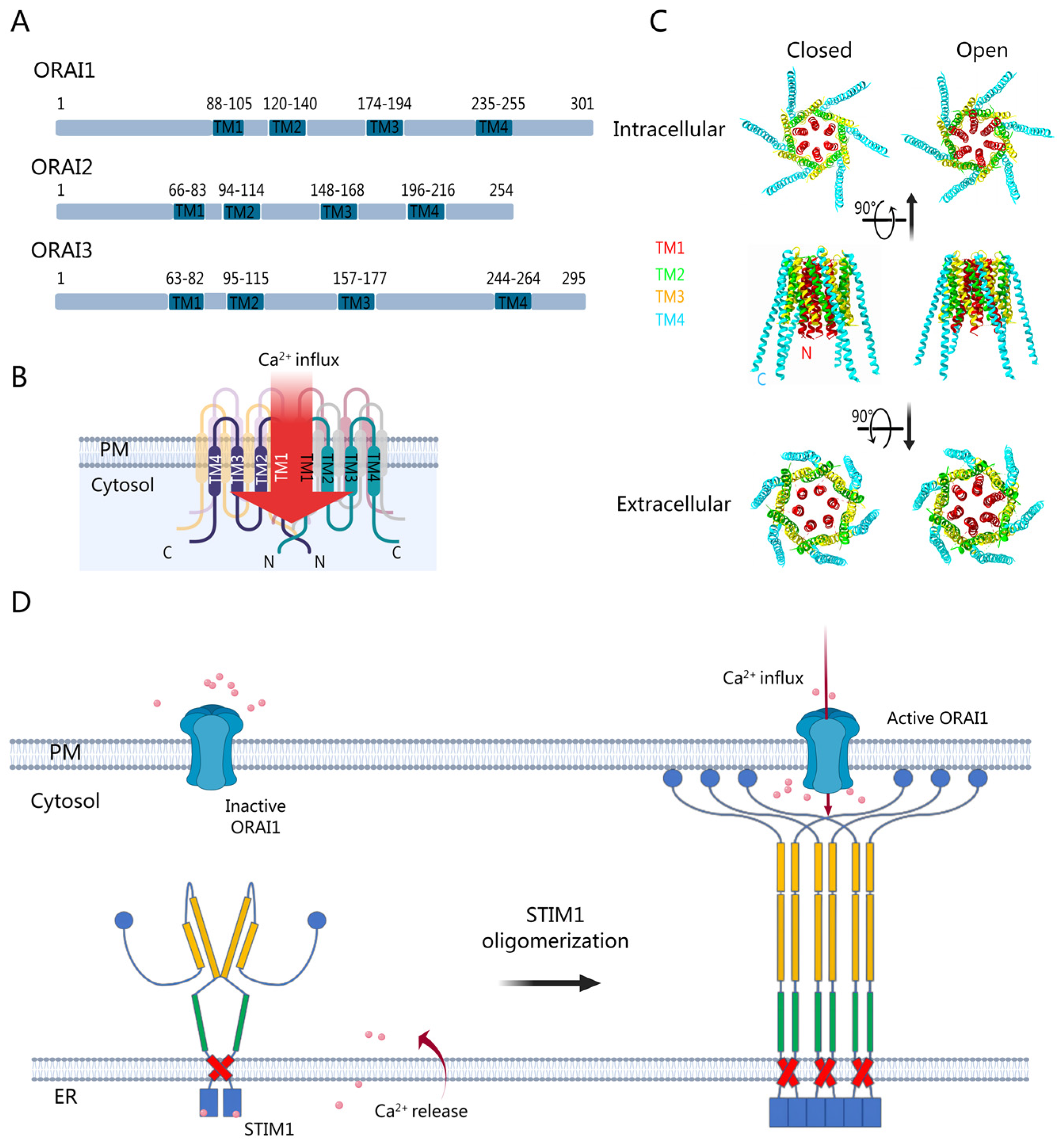 Biomolecules 14 00417 g001