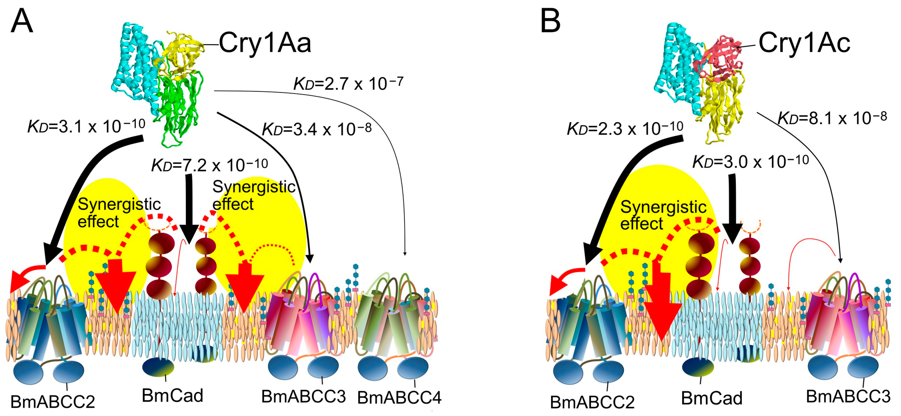Biomolecules 14 00425 g002