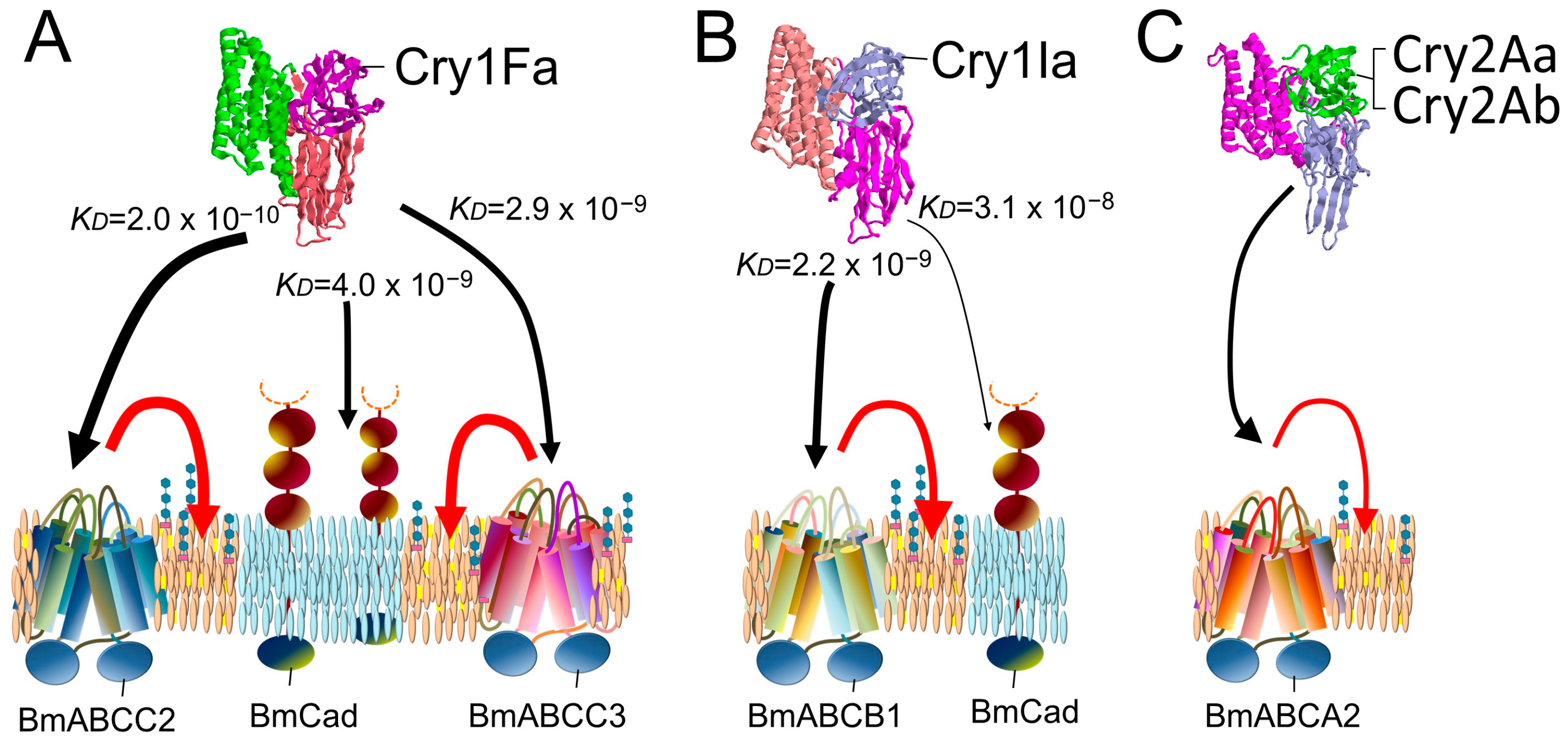 Biomolecules 14 00425 g003
