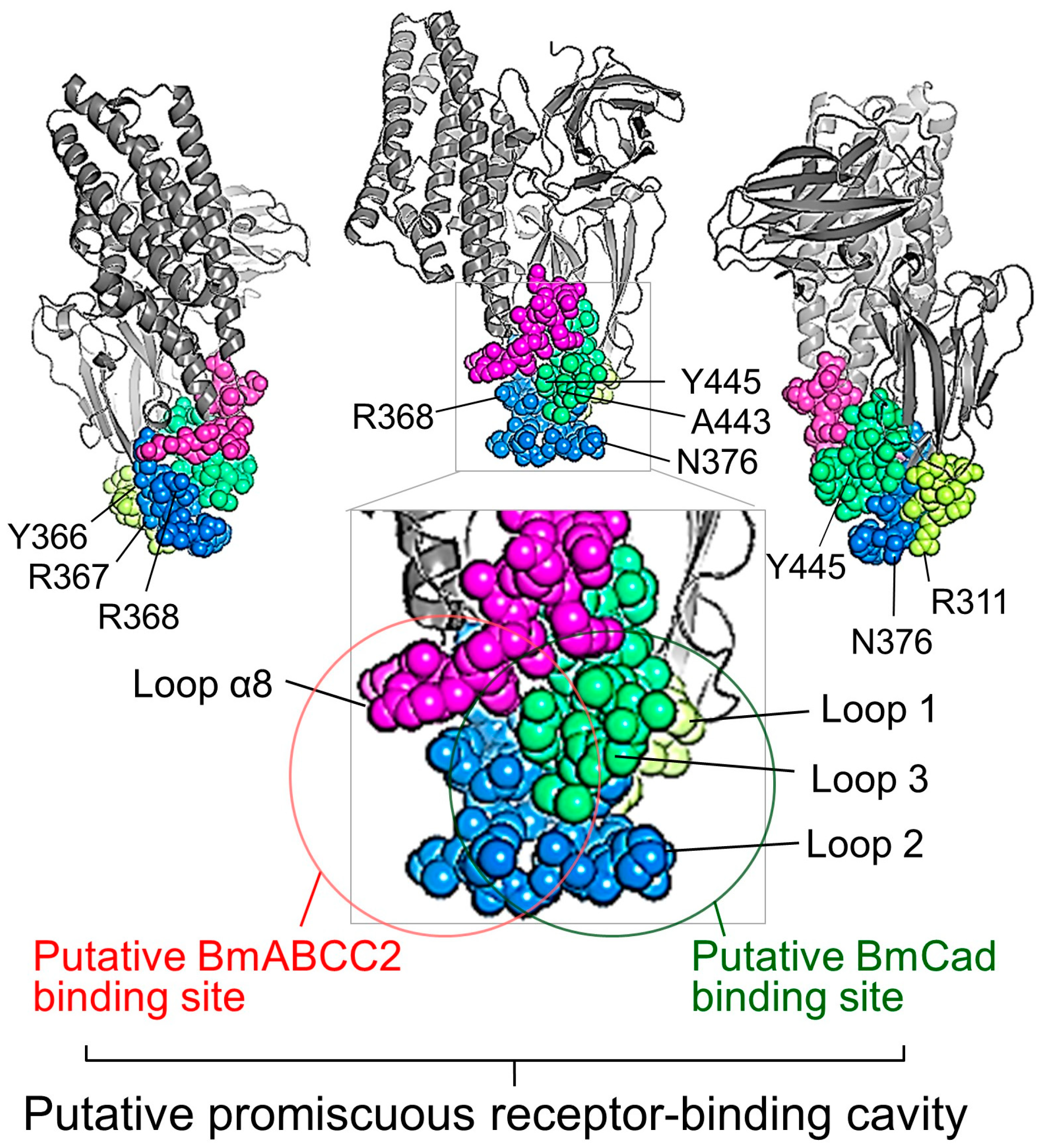 Biomolecules 14 00425 g004