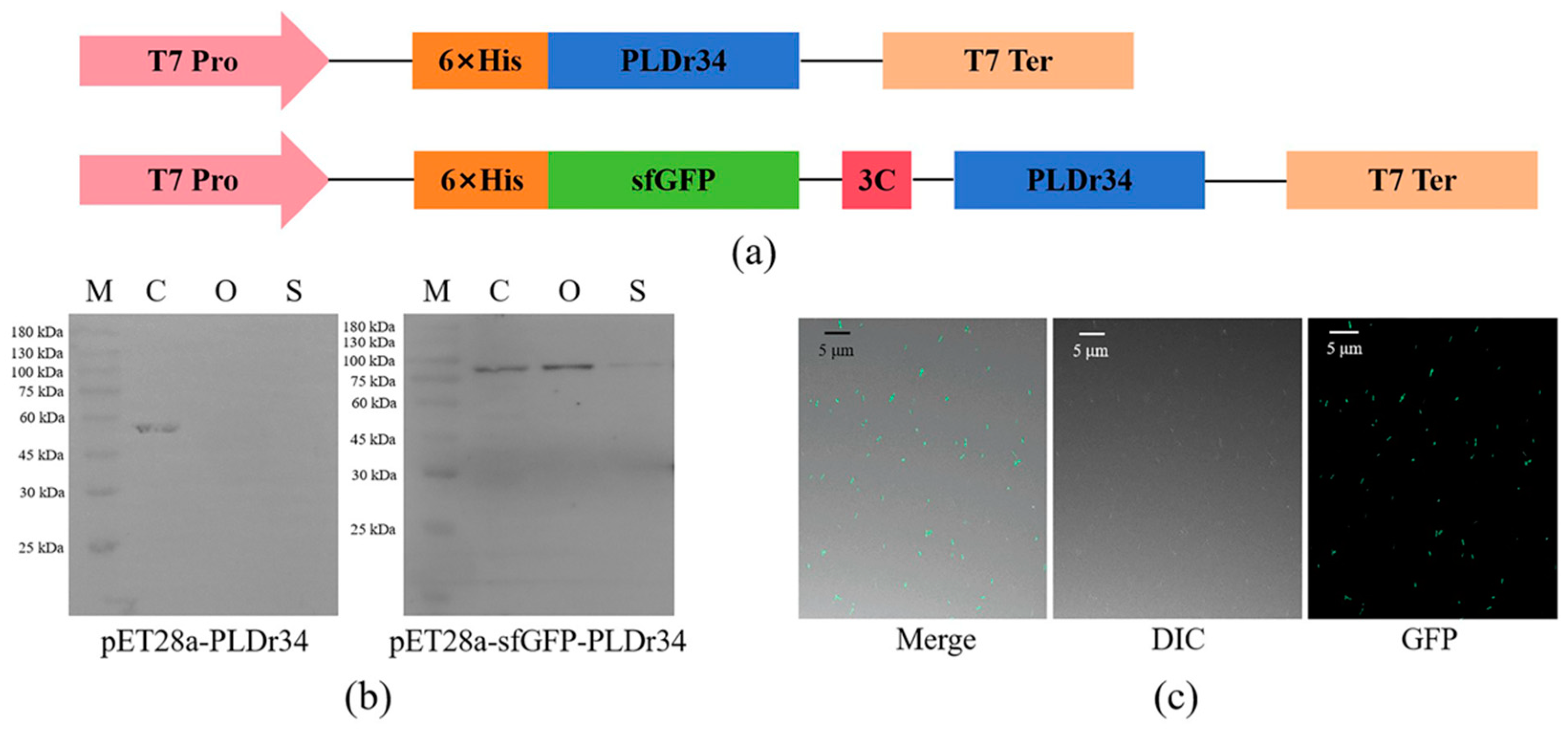 Biomolecules 14 00430 g001