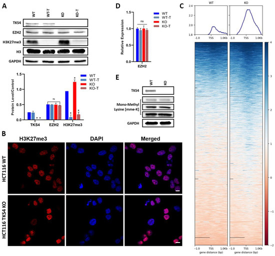 洋書 Immunochemical Methods in Cell and fimmu-15-1362775-g001.jpg