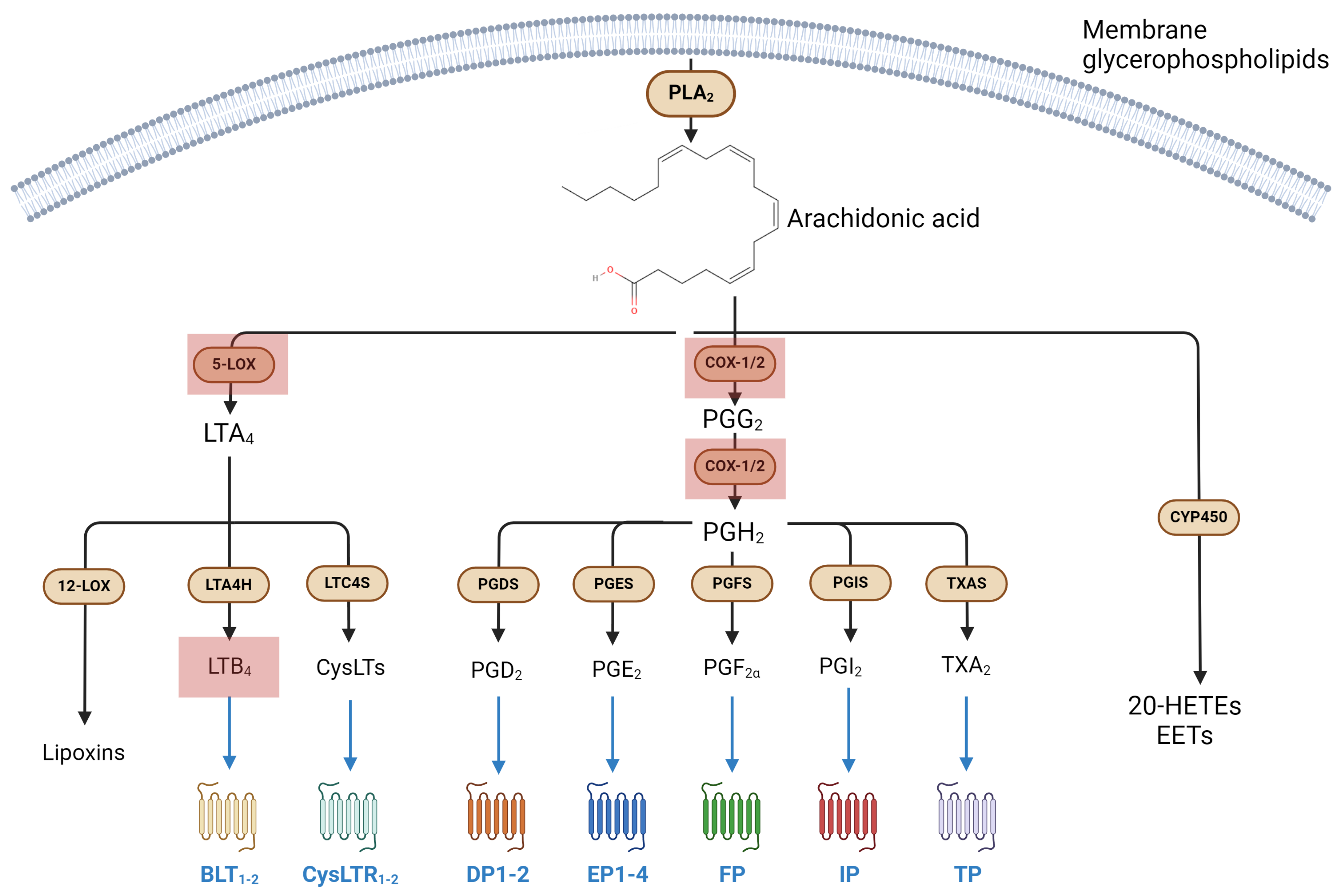 Biomolecules 14 00446 g001