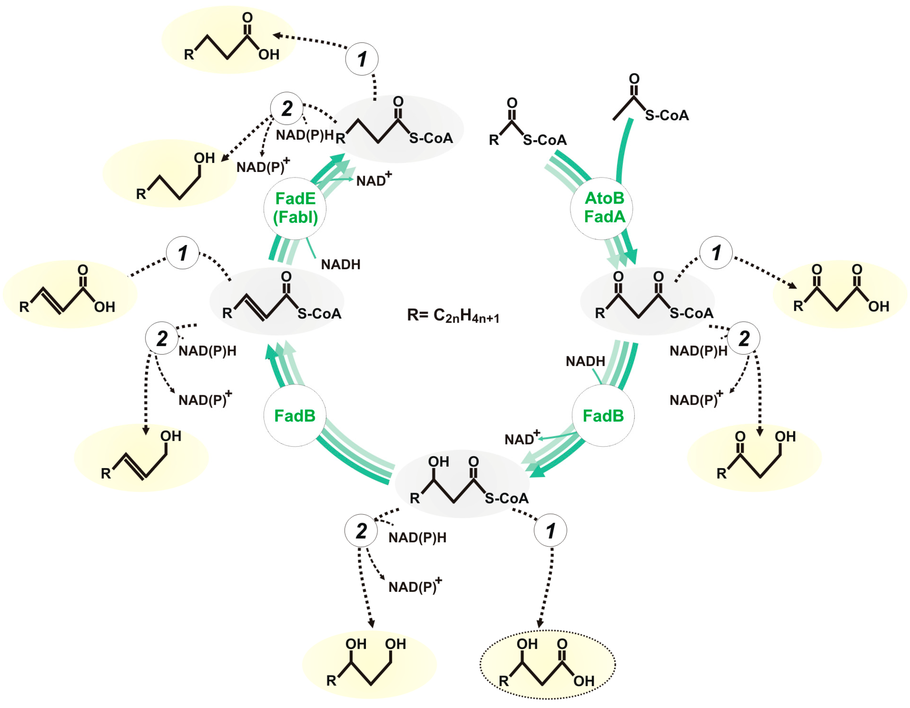 Biomolecules 14 00449 g001