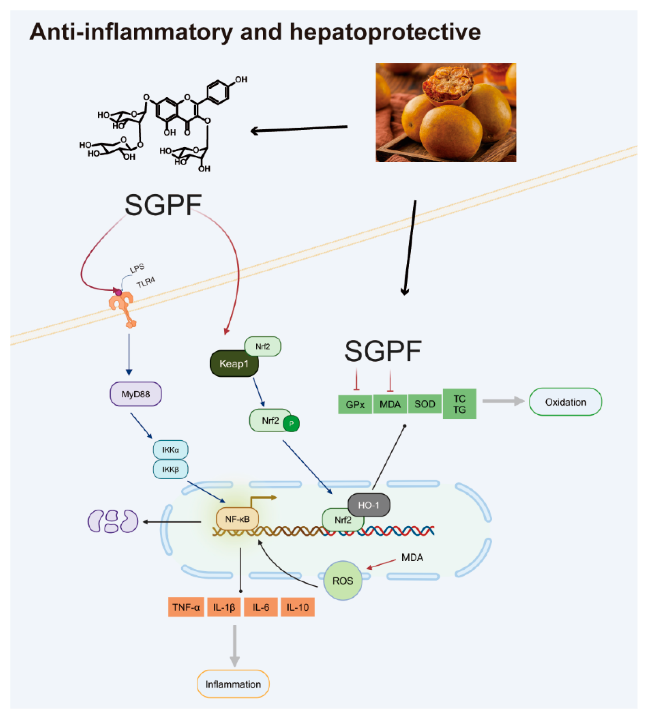 Biomolecules 14 00450 g008
