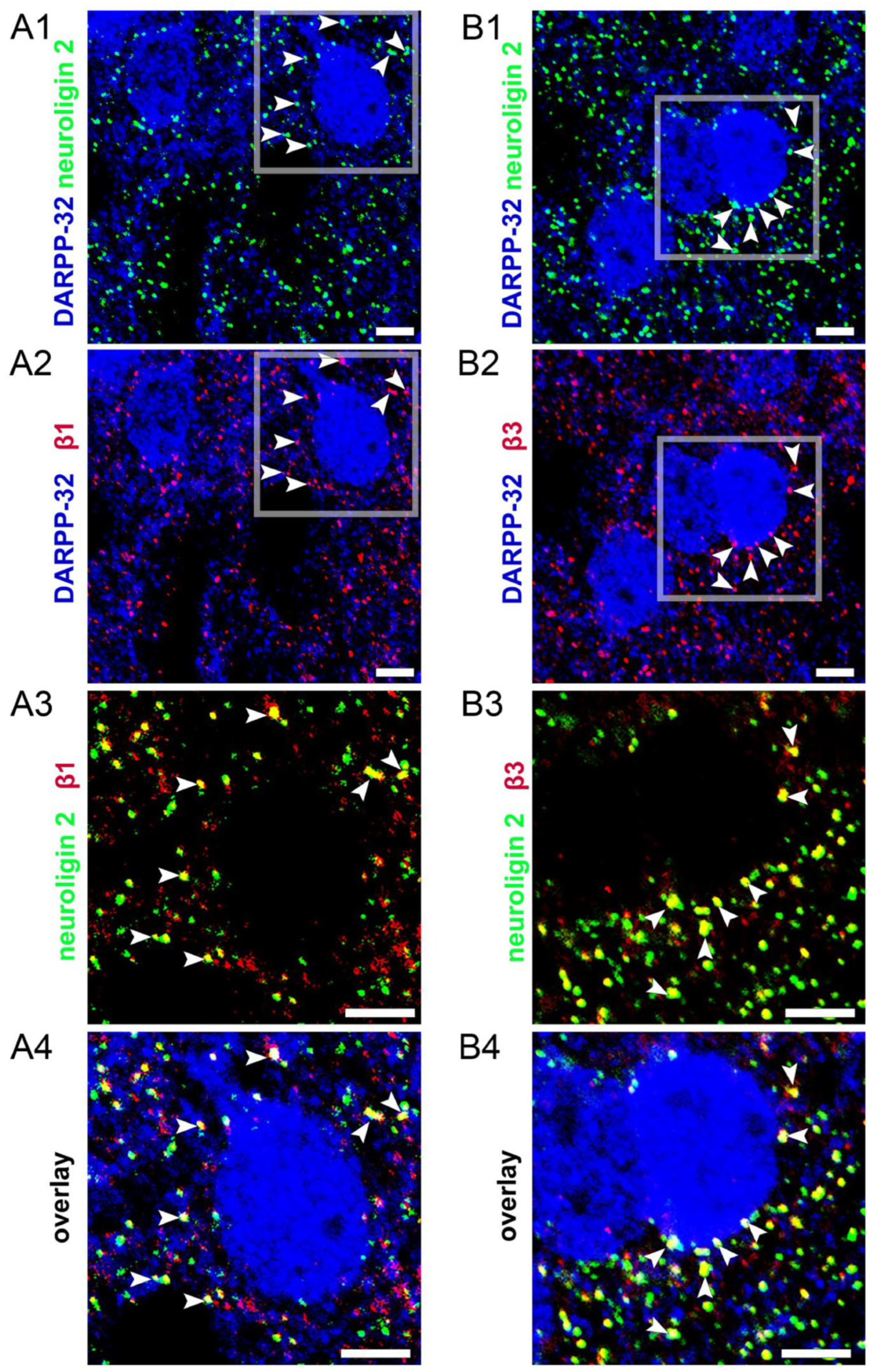 Biomolecules 14 00460 g002