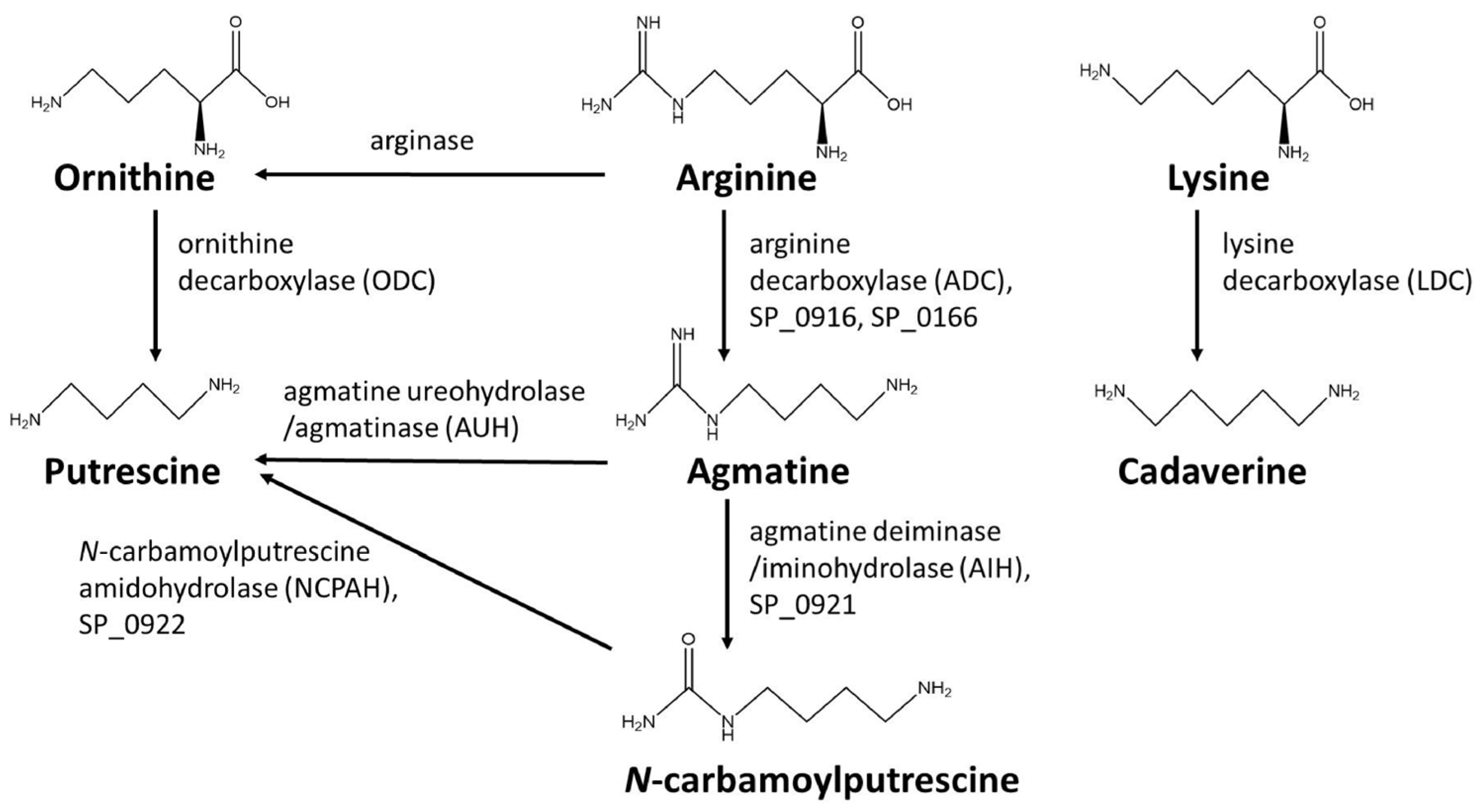Biomolecules 14 00463 g001 Biomolecules 14 00463 g001