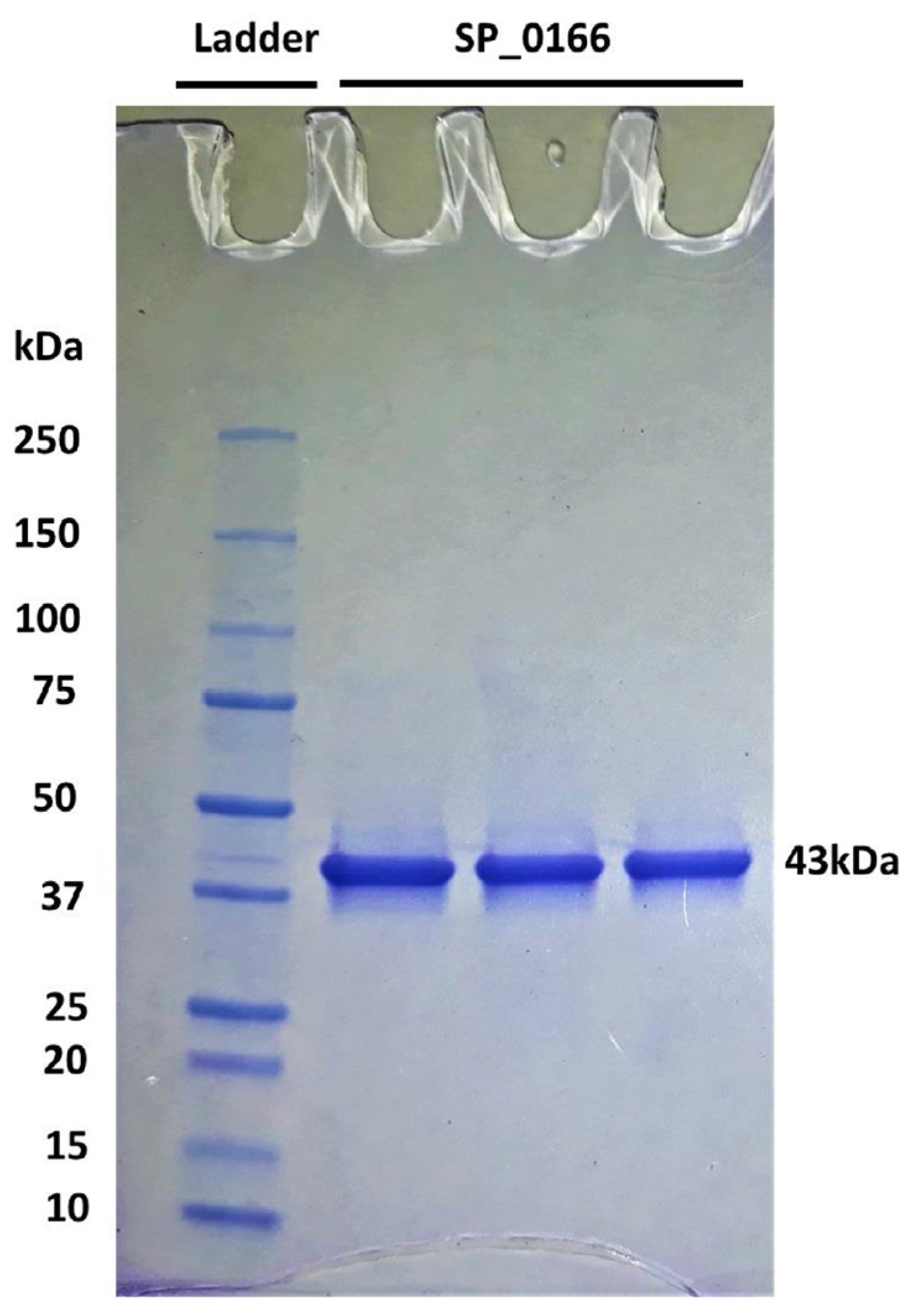 Biomolecules 14 00463 g002 Biomolecules 14 00463 g002