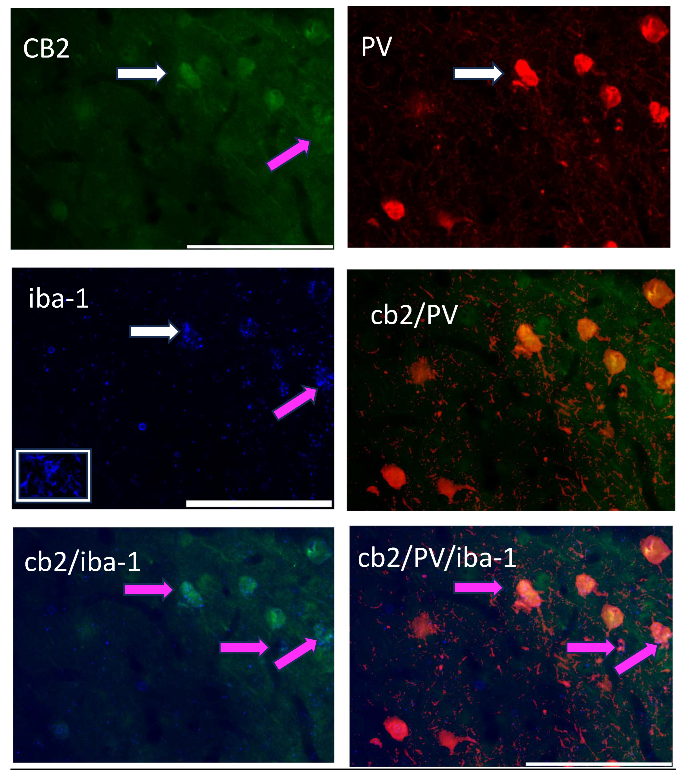 Biomolecules 14 00464 g004 Biomolecules 14 00464 g004