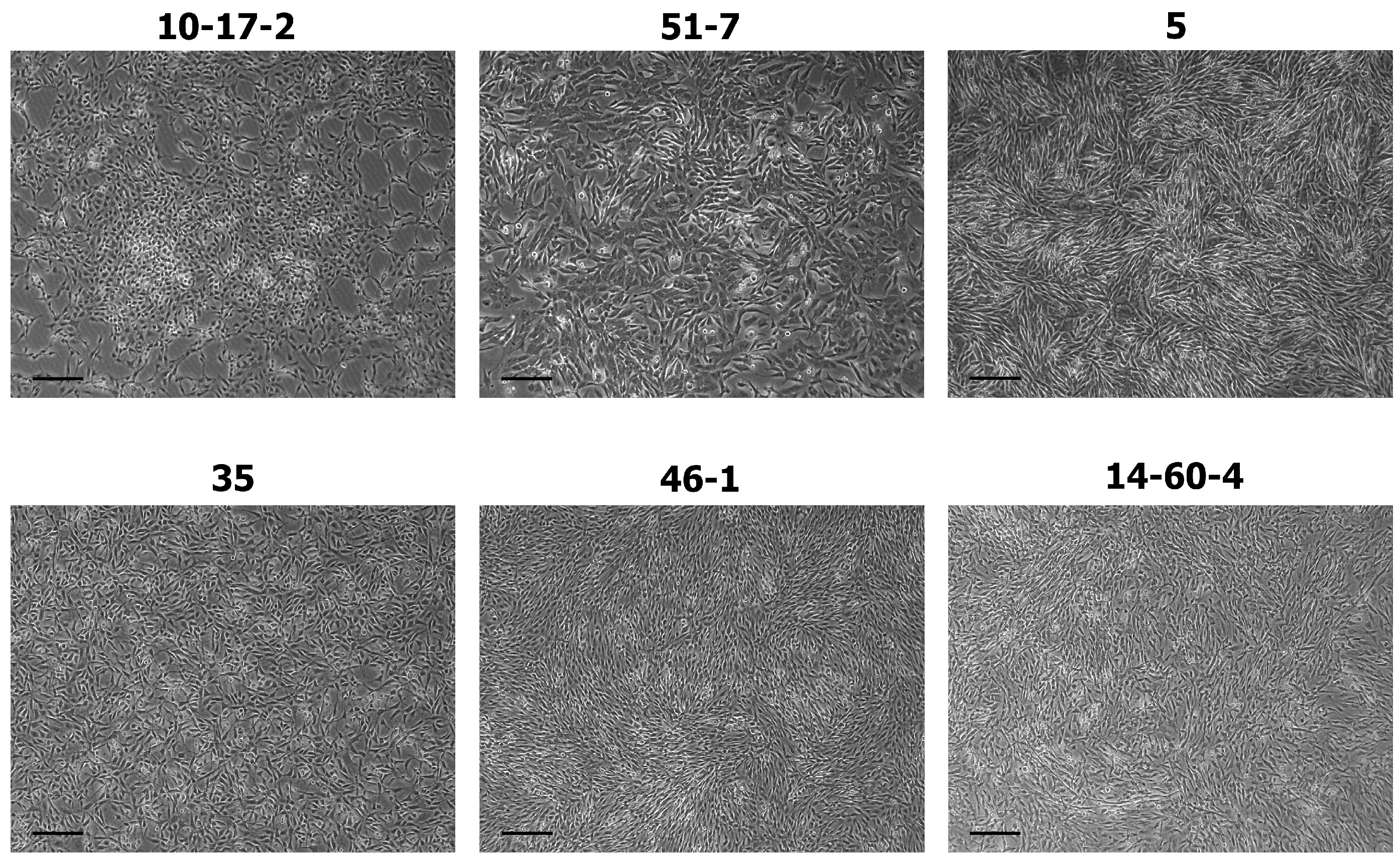 Biomolecules 14 00466 g001