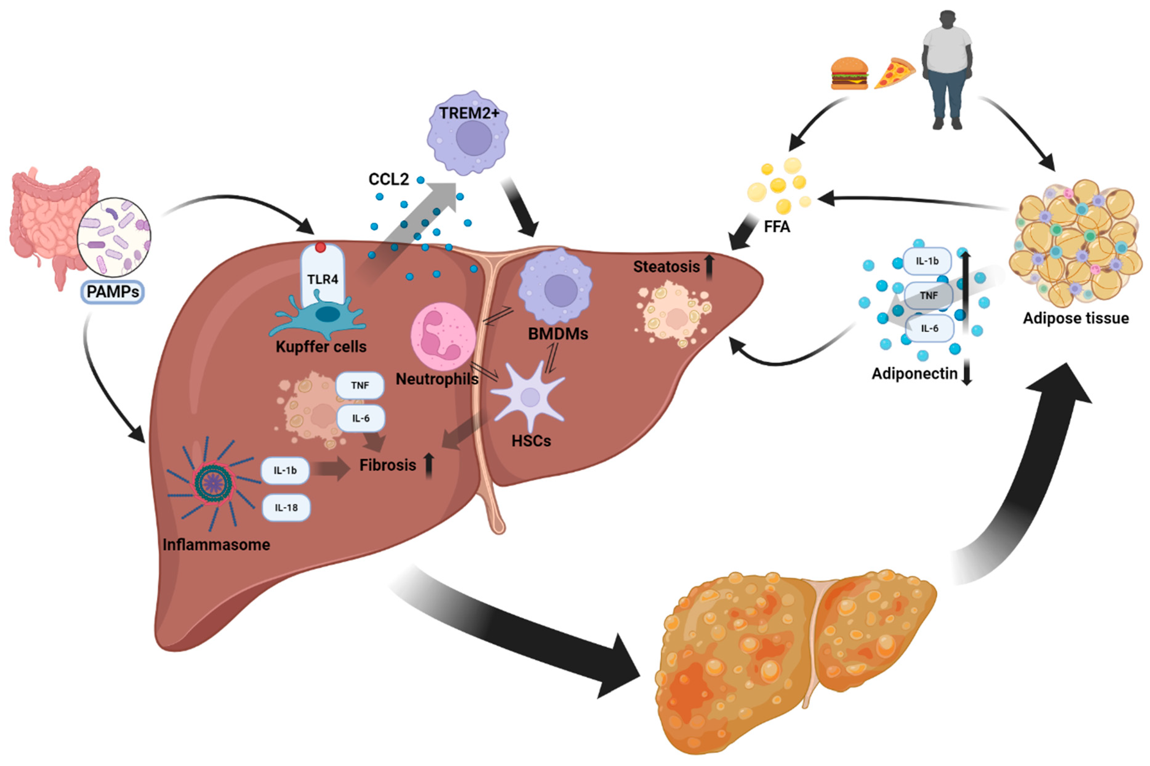 Biomolecules 14 00476 g001