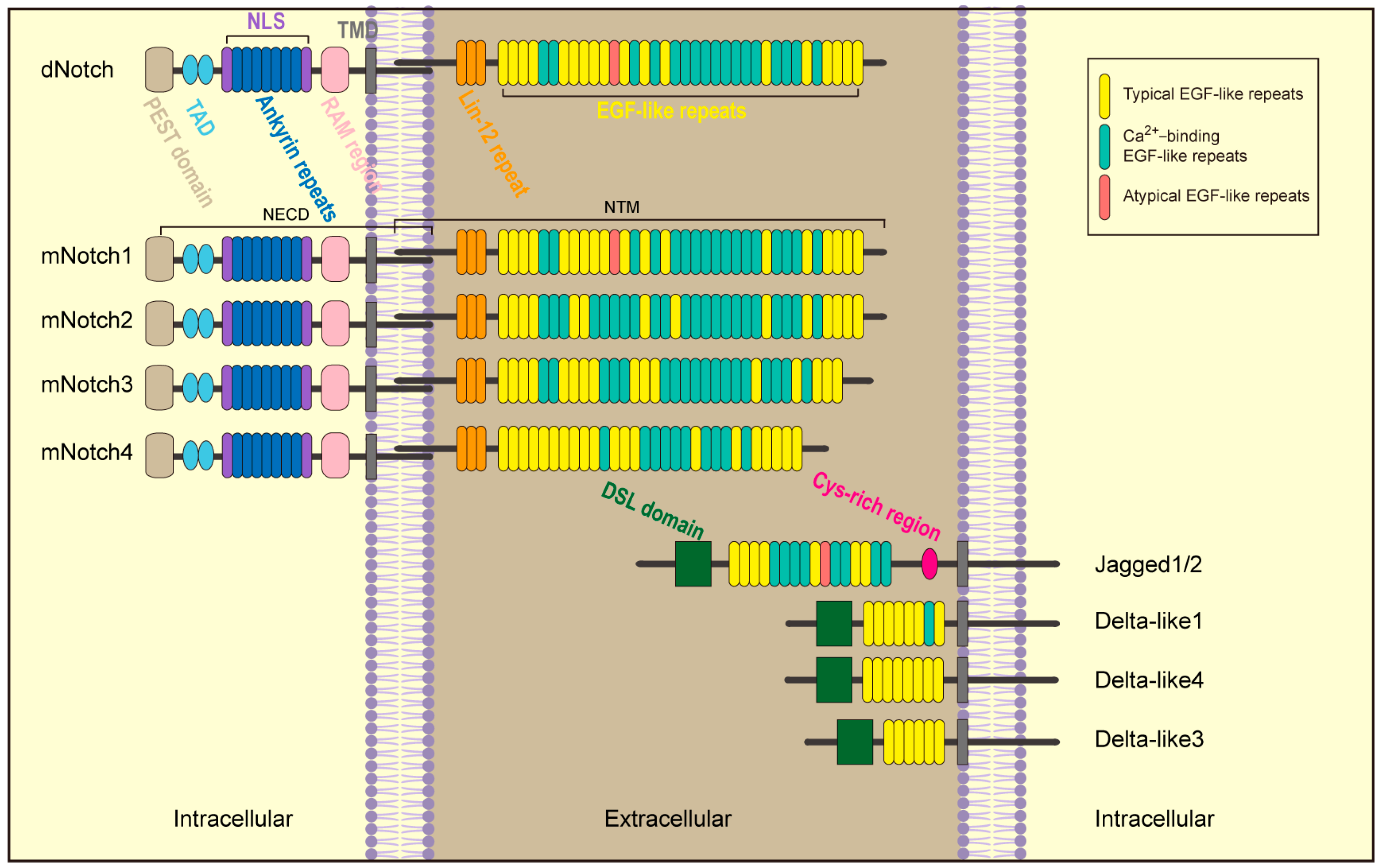 Biomolecules | Free Full-Text | Mechanism of Notch Signaling Pathway in ...