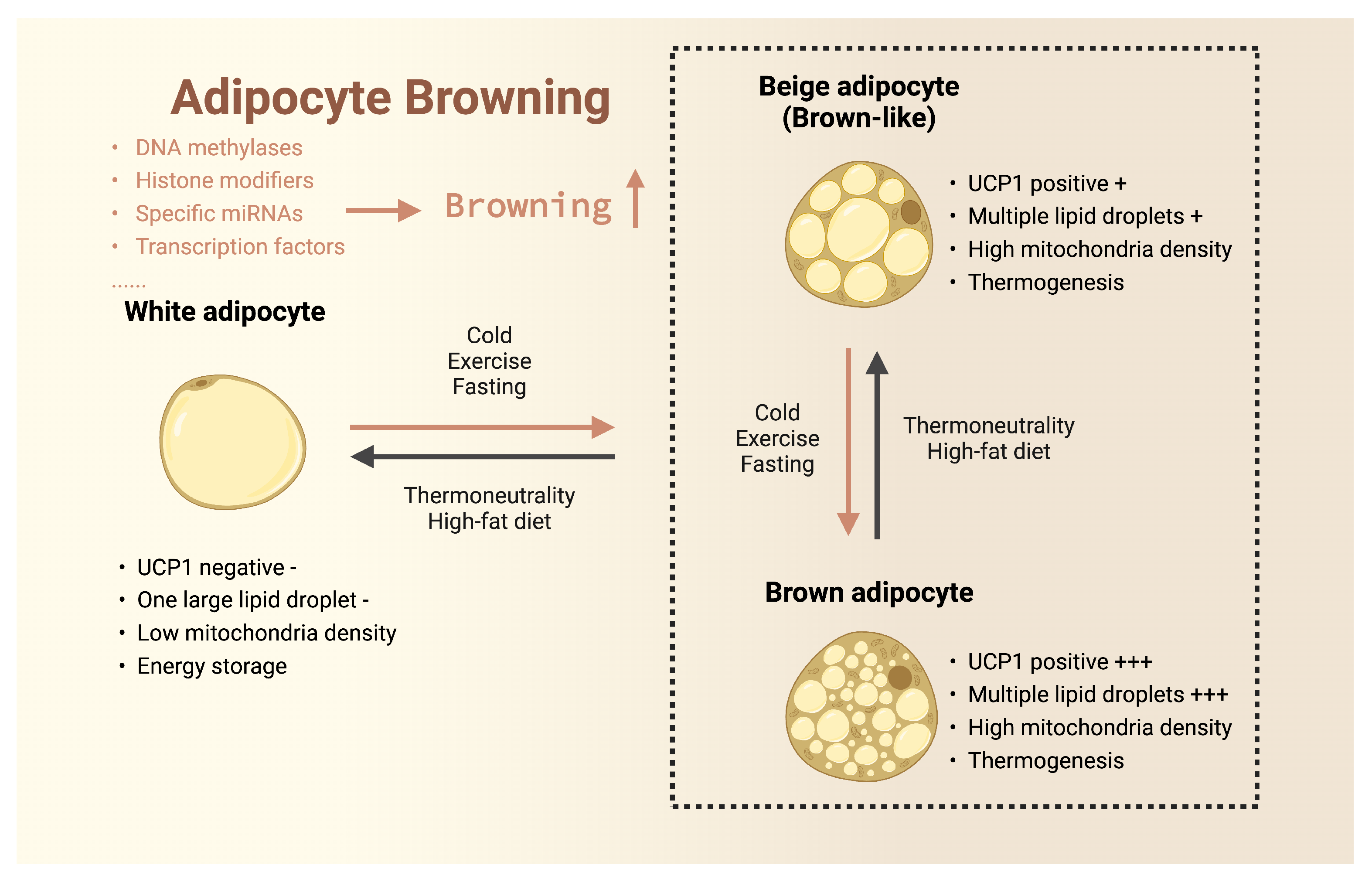 Biomolecules 14 00483 g001