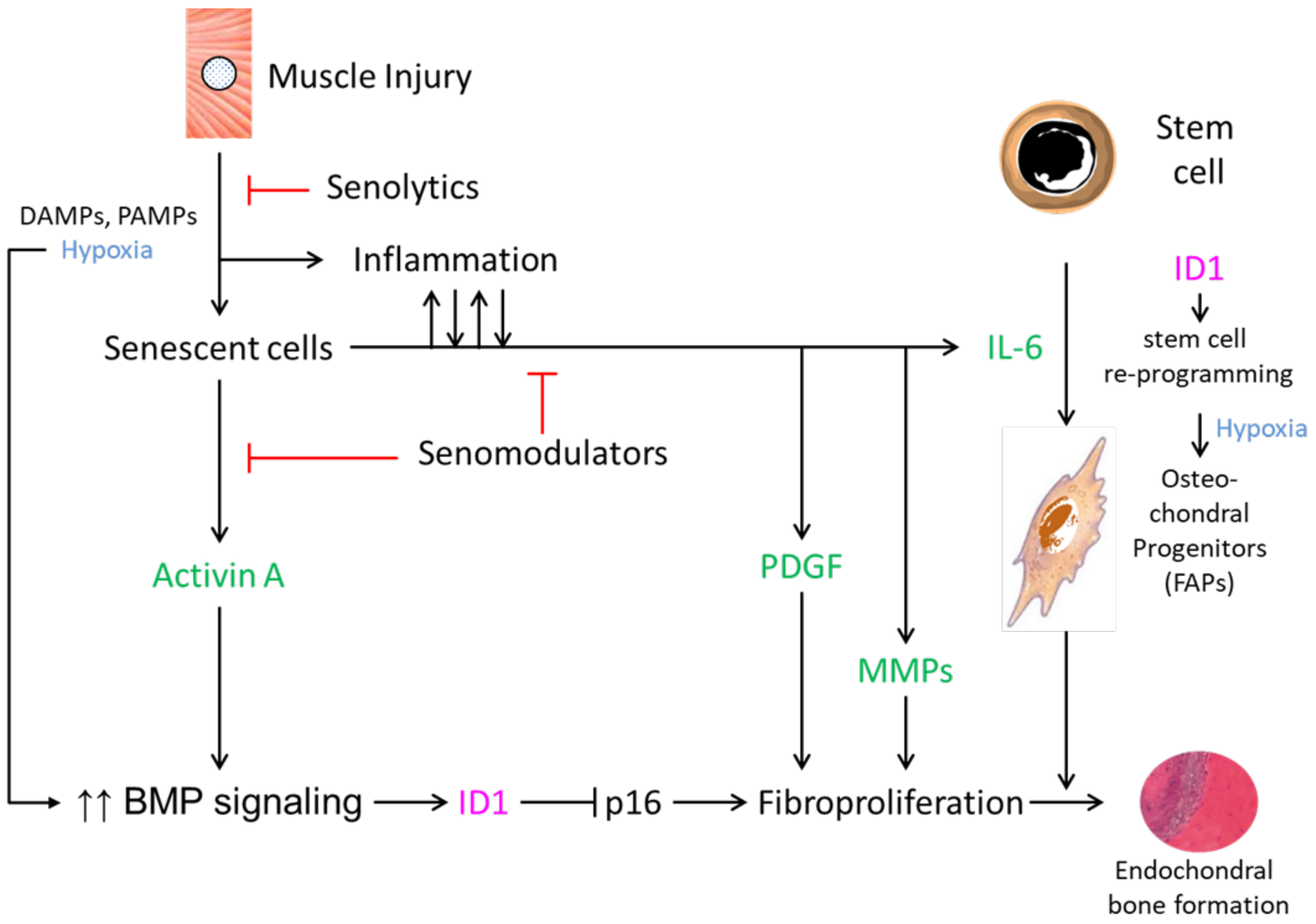 Biomolecules 14 00485 g001