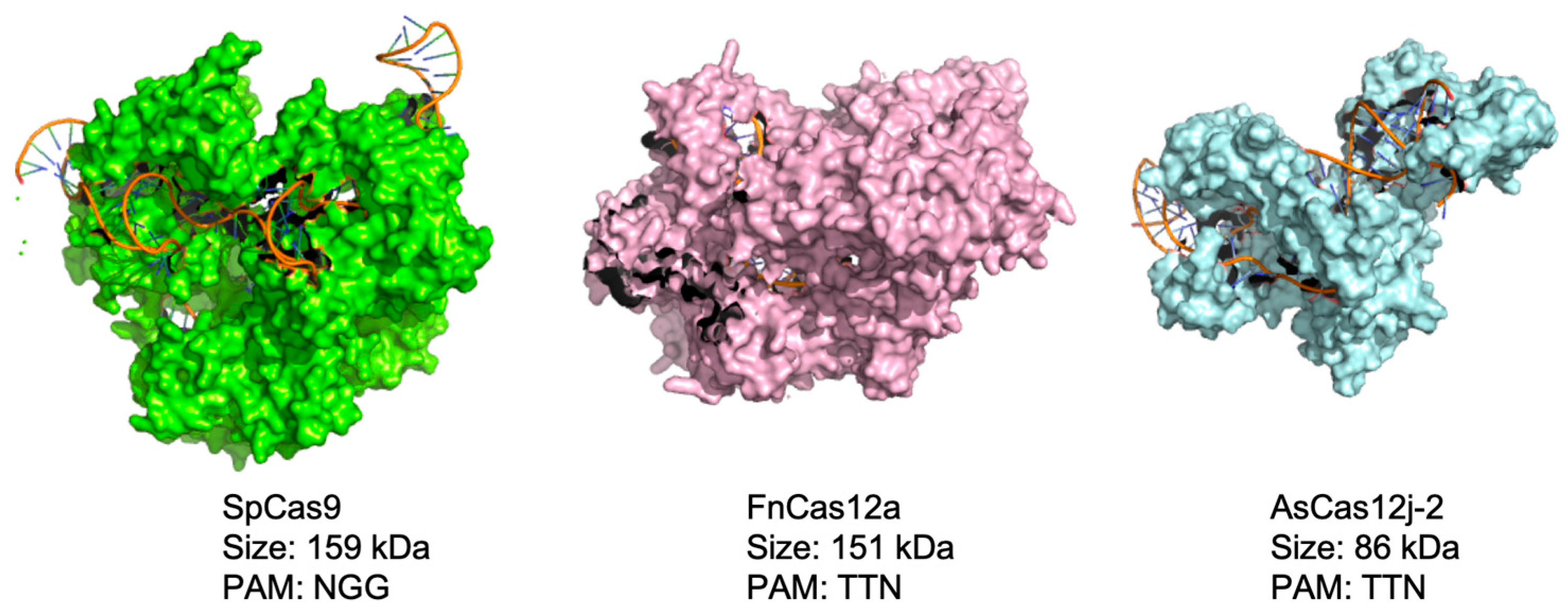 Biomolecules 14 00486 g001
