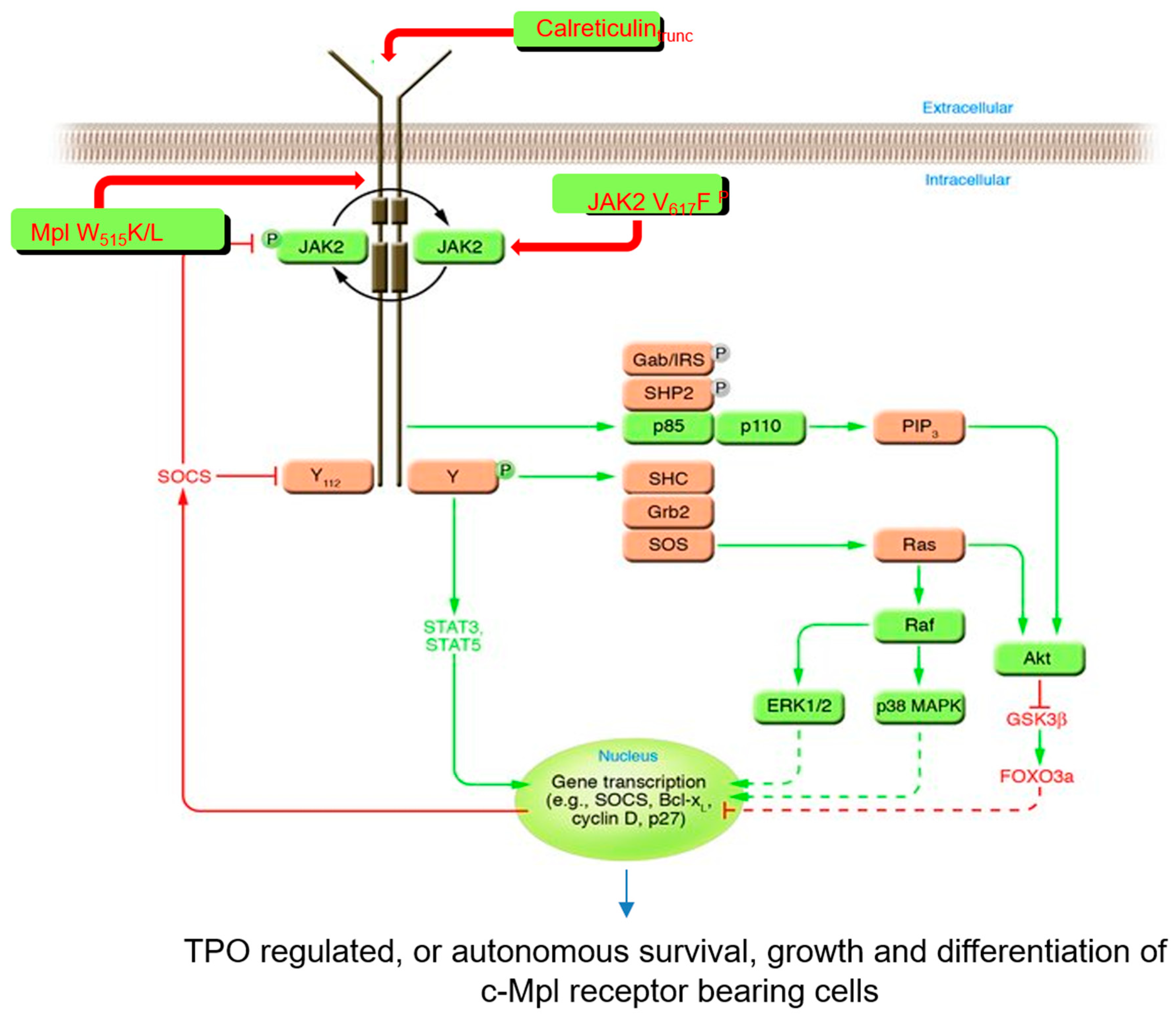Biomolecules 14 00489 g003 Biomolecules 14 00489 g003