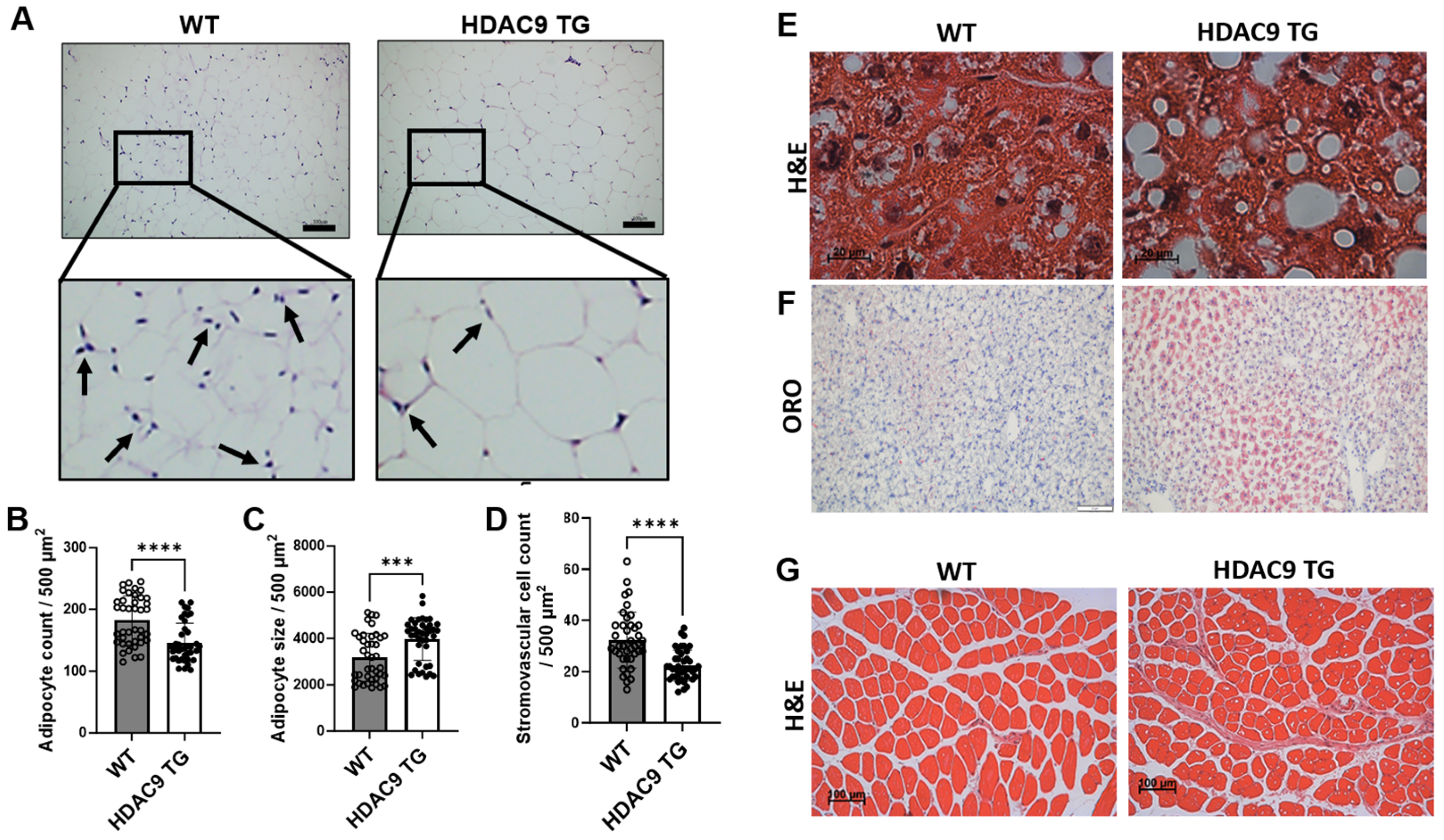 Biomolecules 14 00494 g005