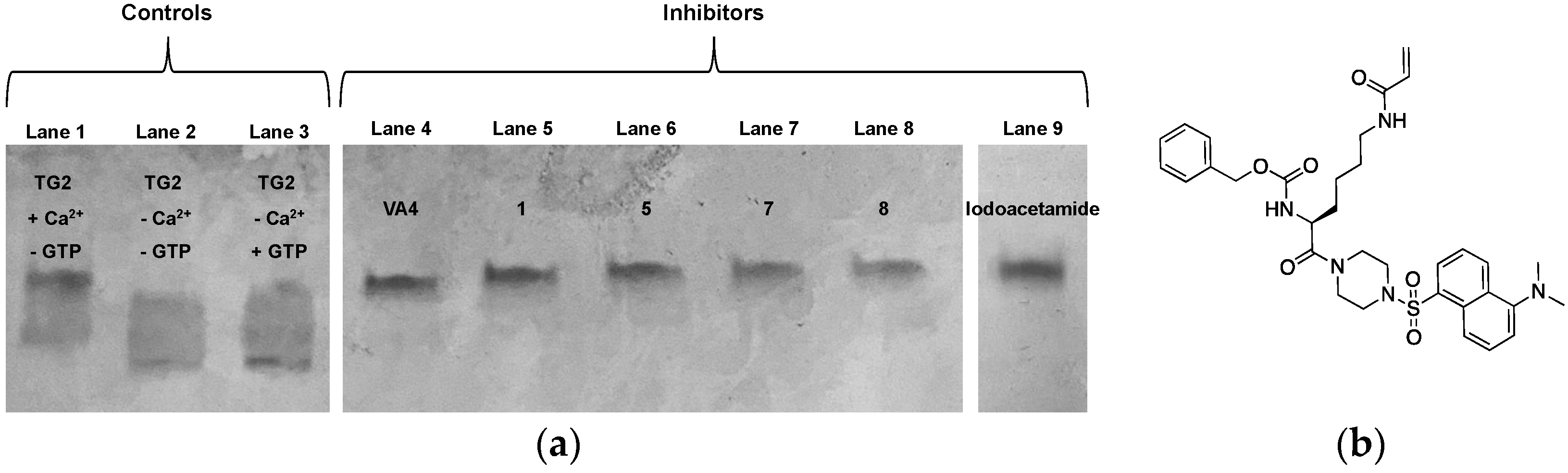 Biomolecules 14 00496 g005 Biomolecules 14 00496 g005