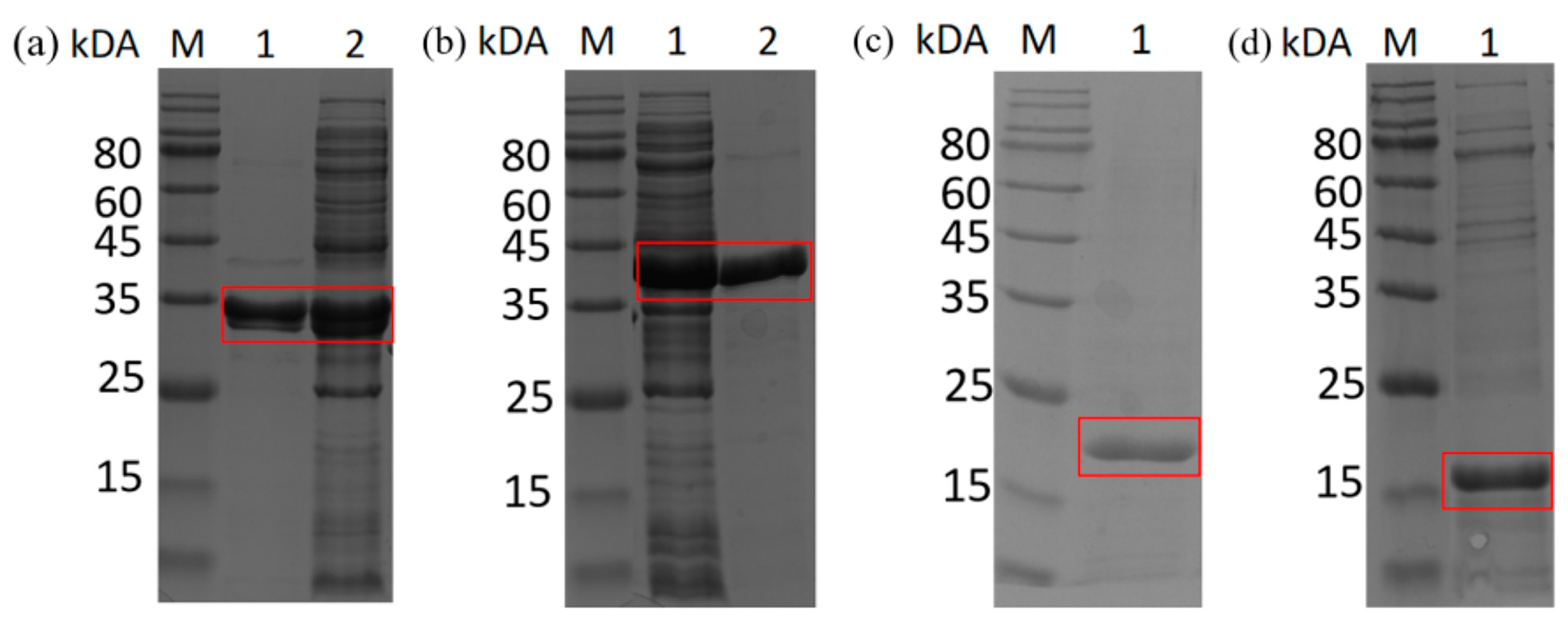 Biomolecules 14 00504 g001