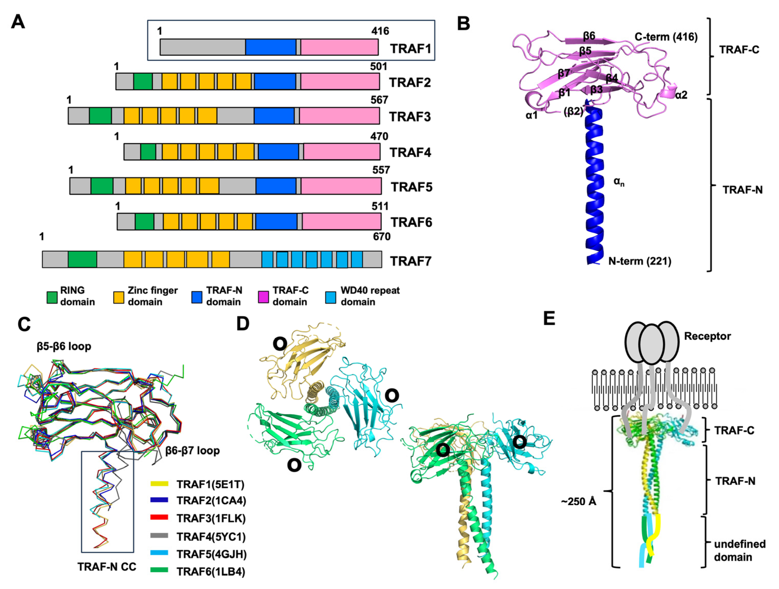 Biomolecules 14 00510 g001 Biomolecules 14 00510 g001