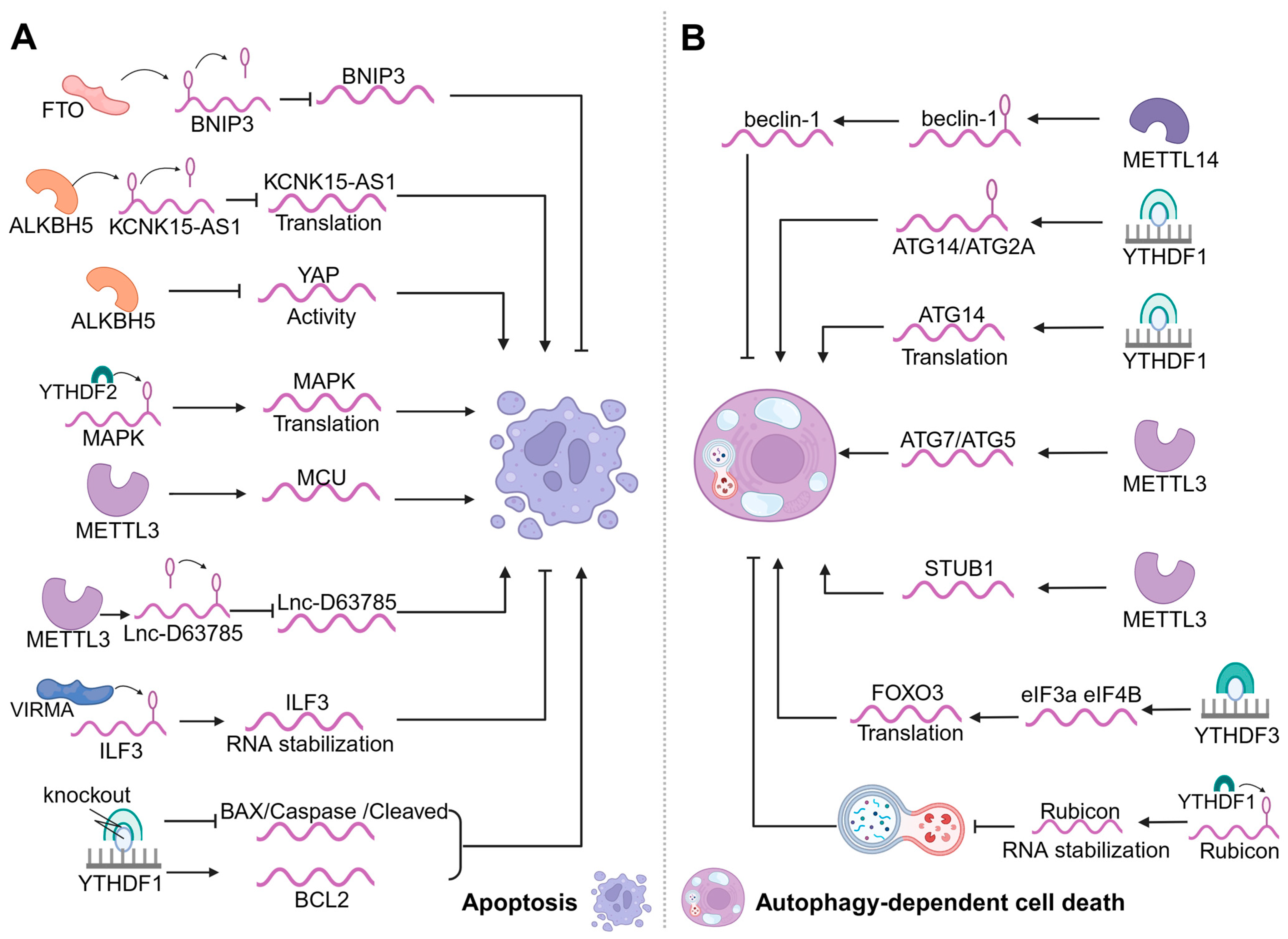 Biomolecules 14 00514 g002