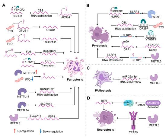 Novel Insights into the Links between N6-Methyladenosine and