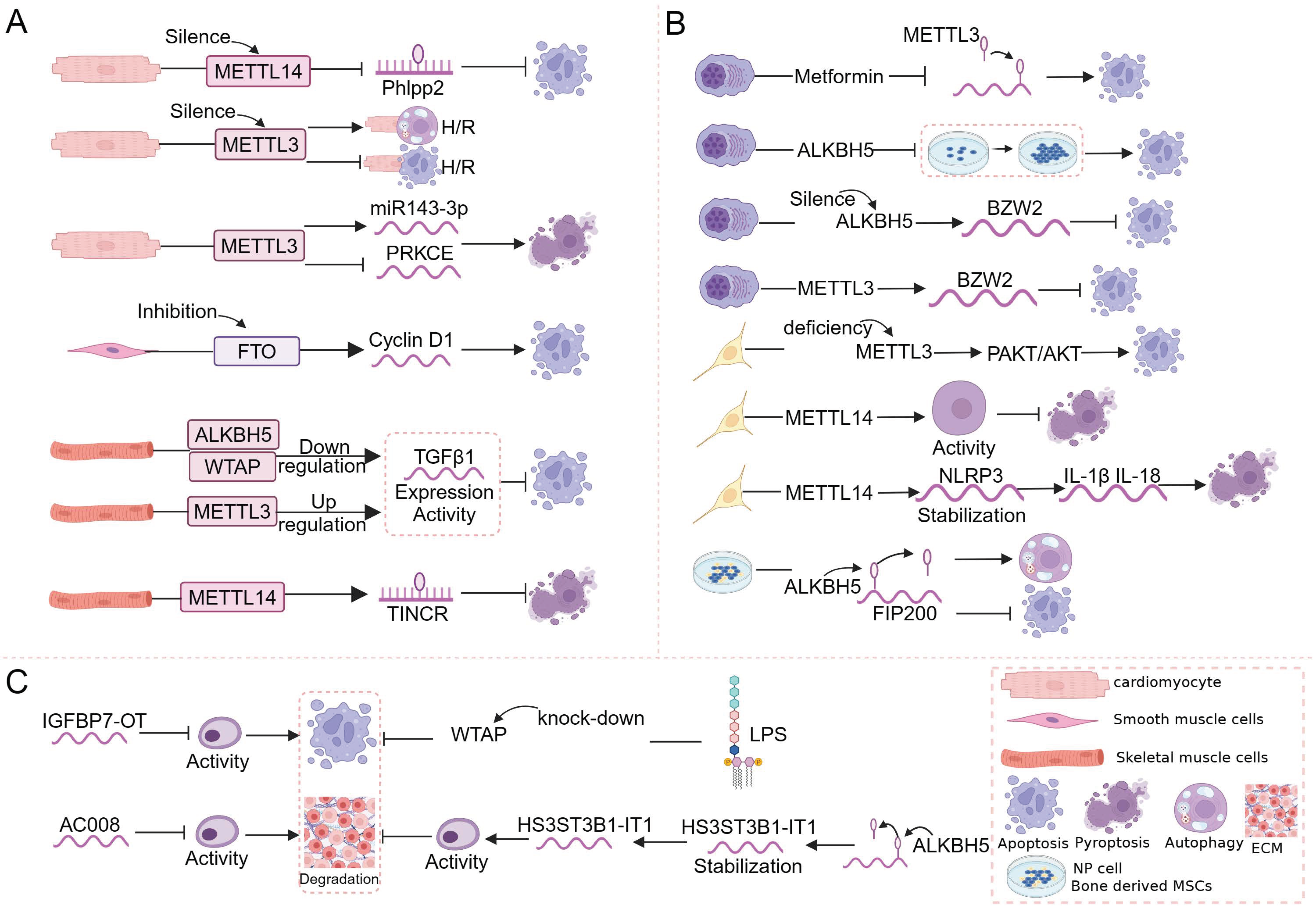 Novel Insights into the Links between N6-Methyladenosine and