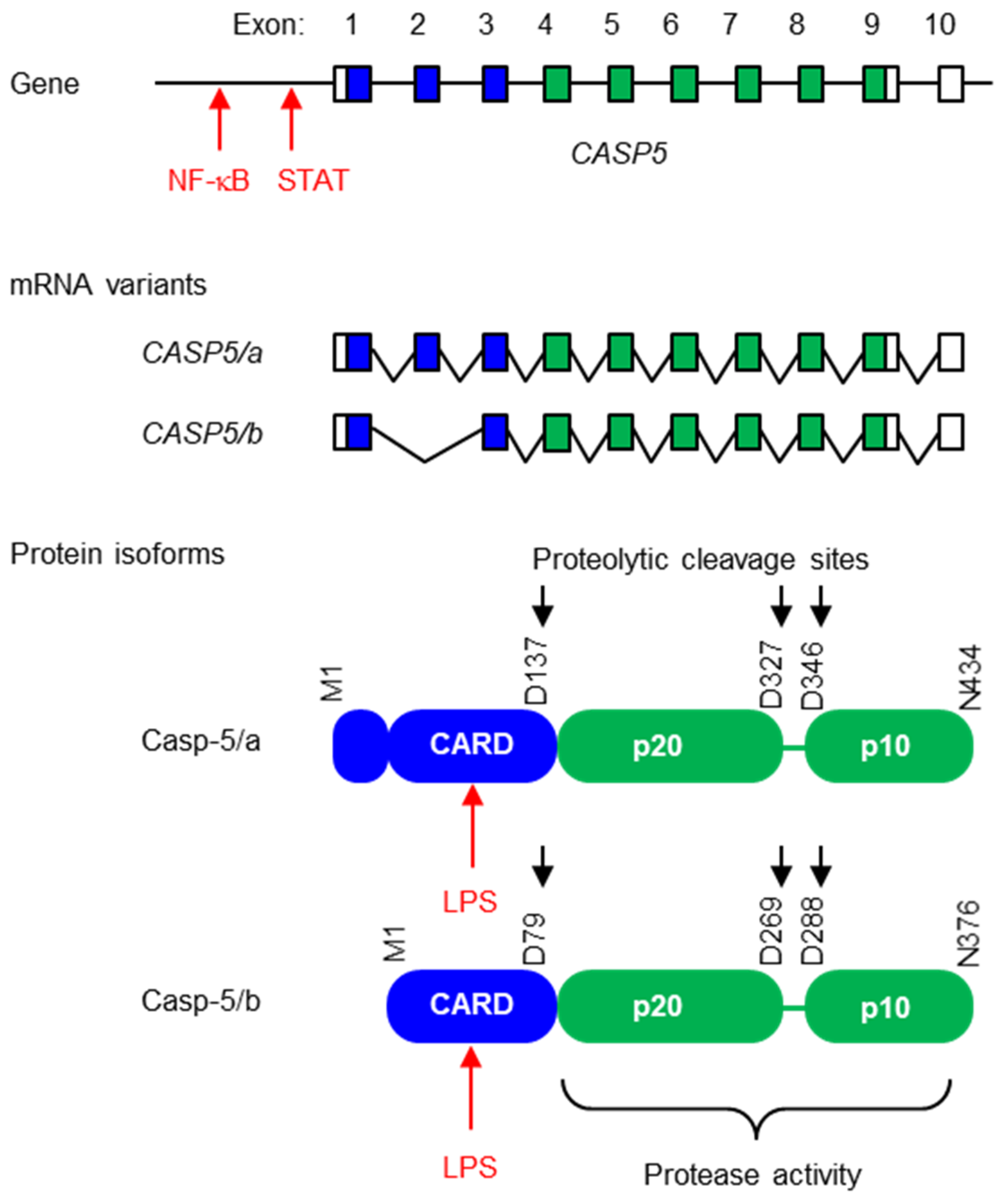 Biomolecules 14 00520 g001