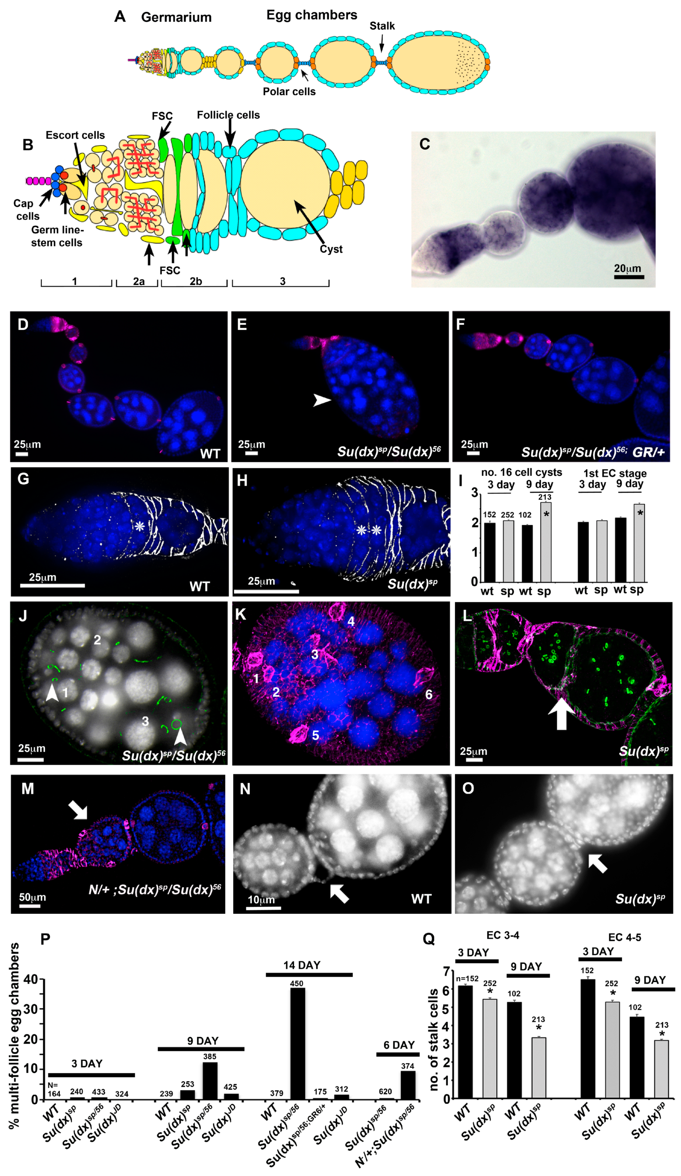 Biomolecules 14 00522 g002