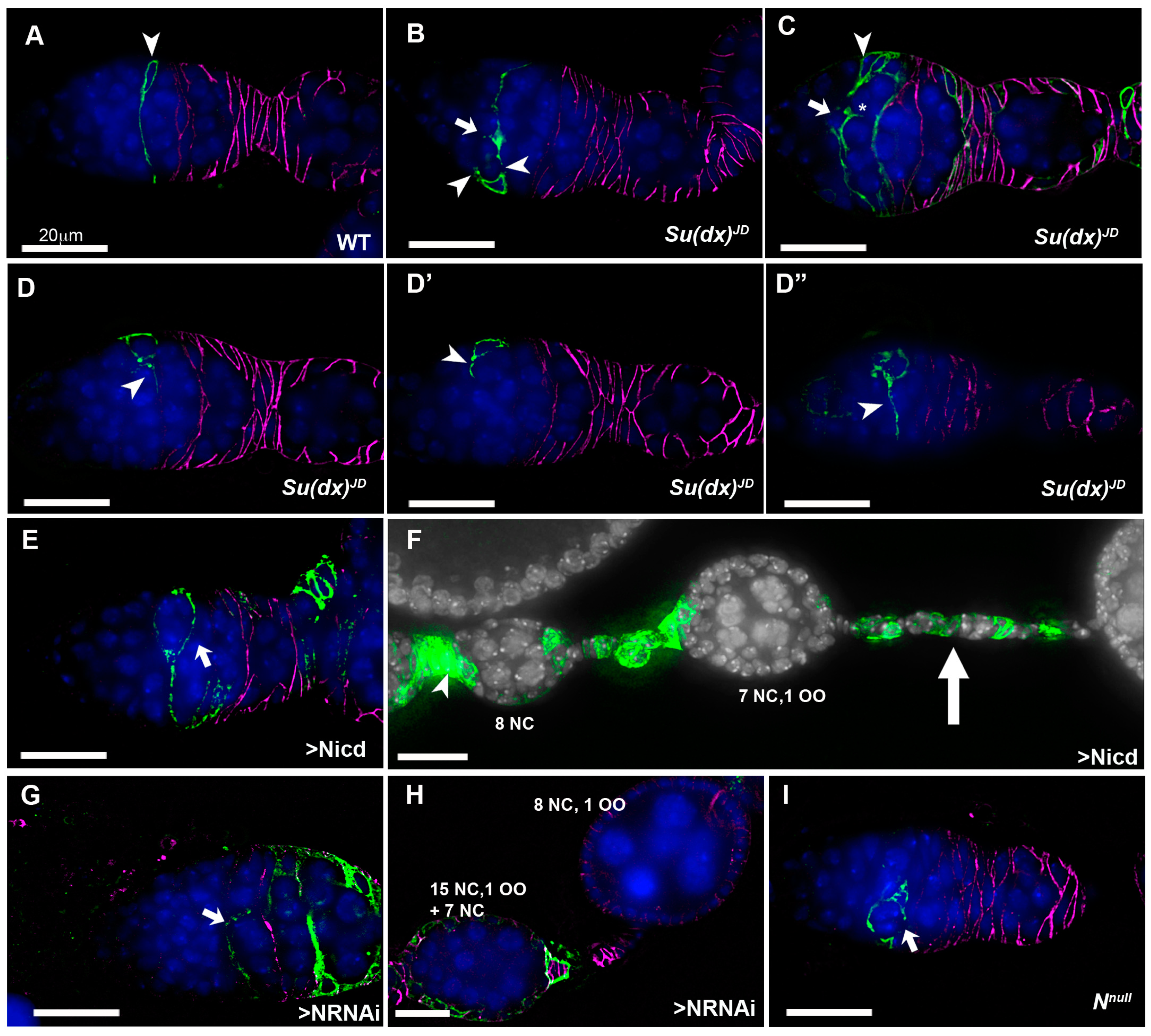 Biomolecules 14 00522 g004