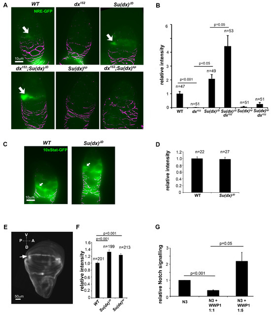 The First Defined Null Allele of the Notch Regulator, a