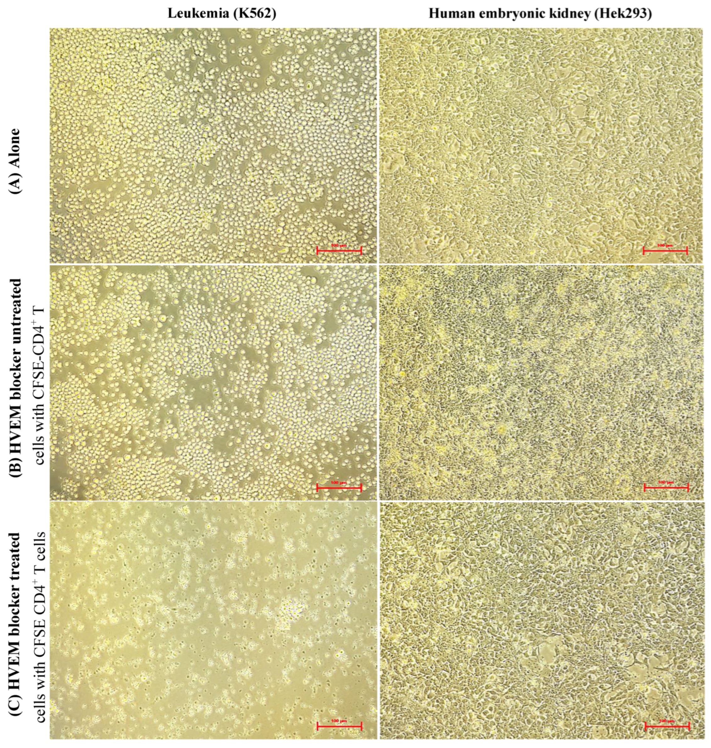 Biomolecules 14 00523 g002