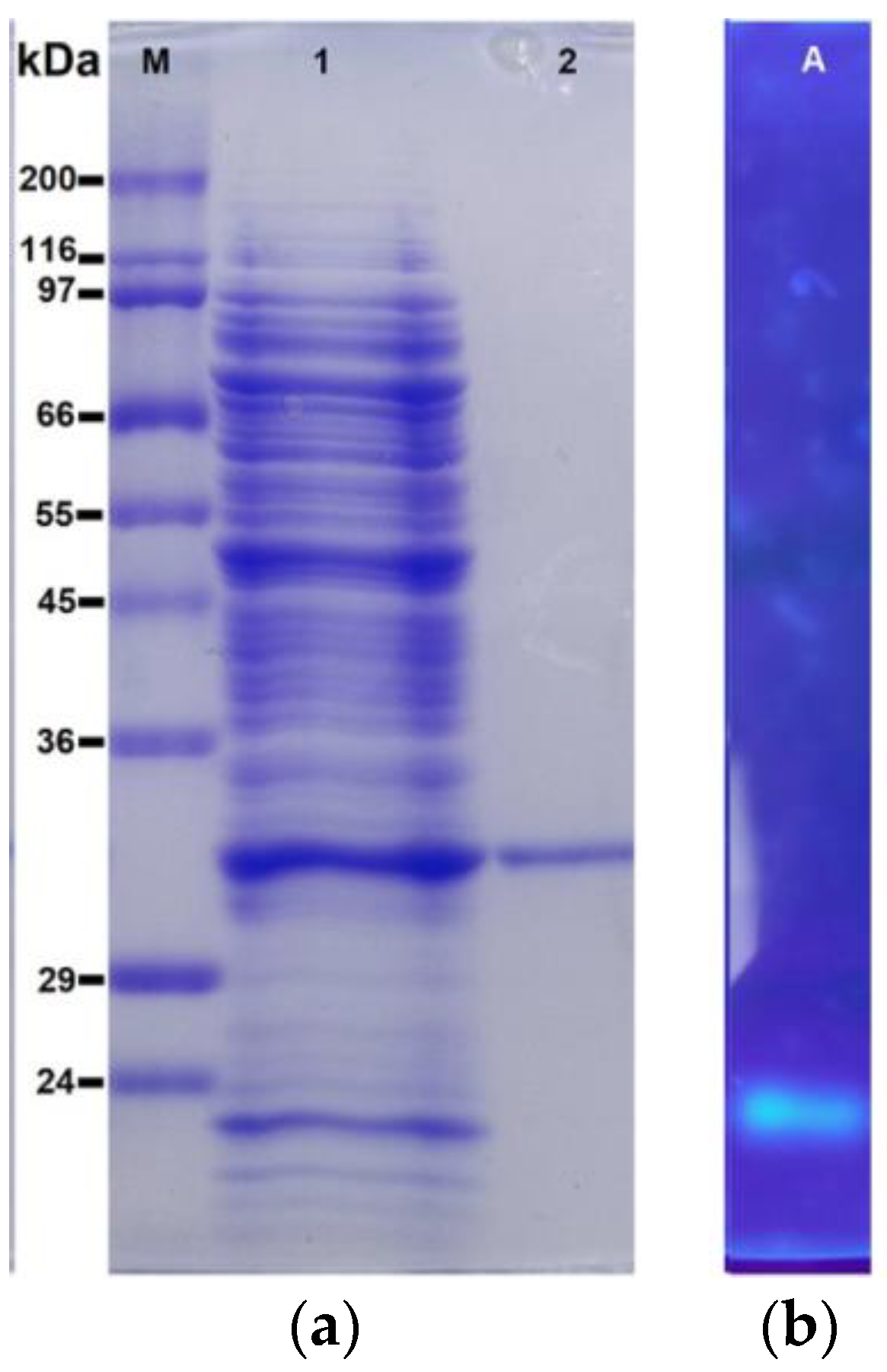 Biomolecules 14 00534 g002