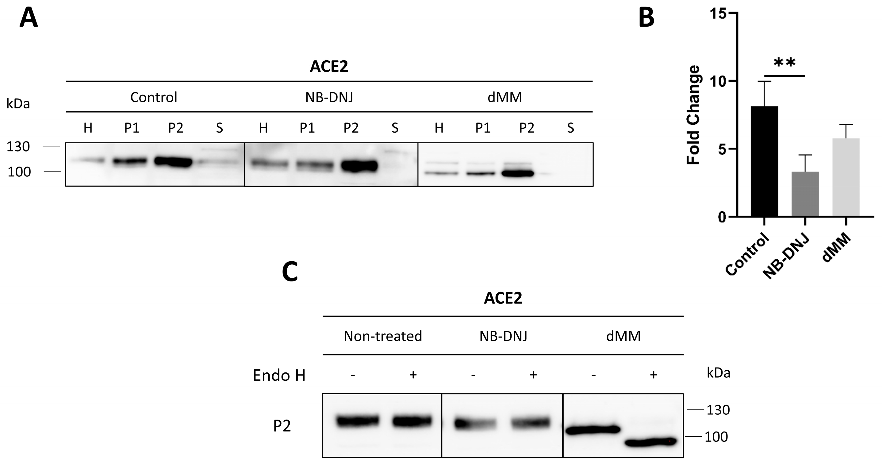 Biomolecules 14 00537 g004