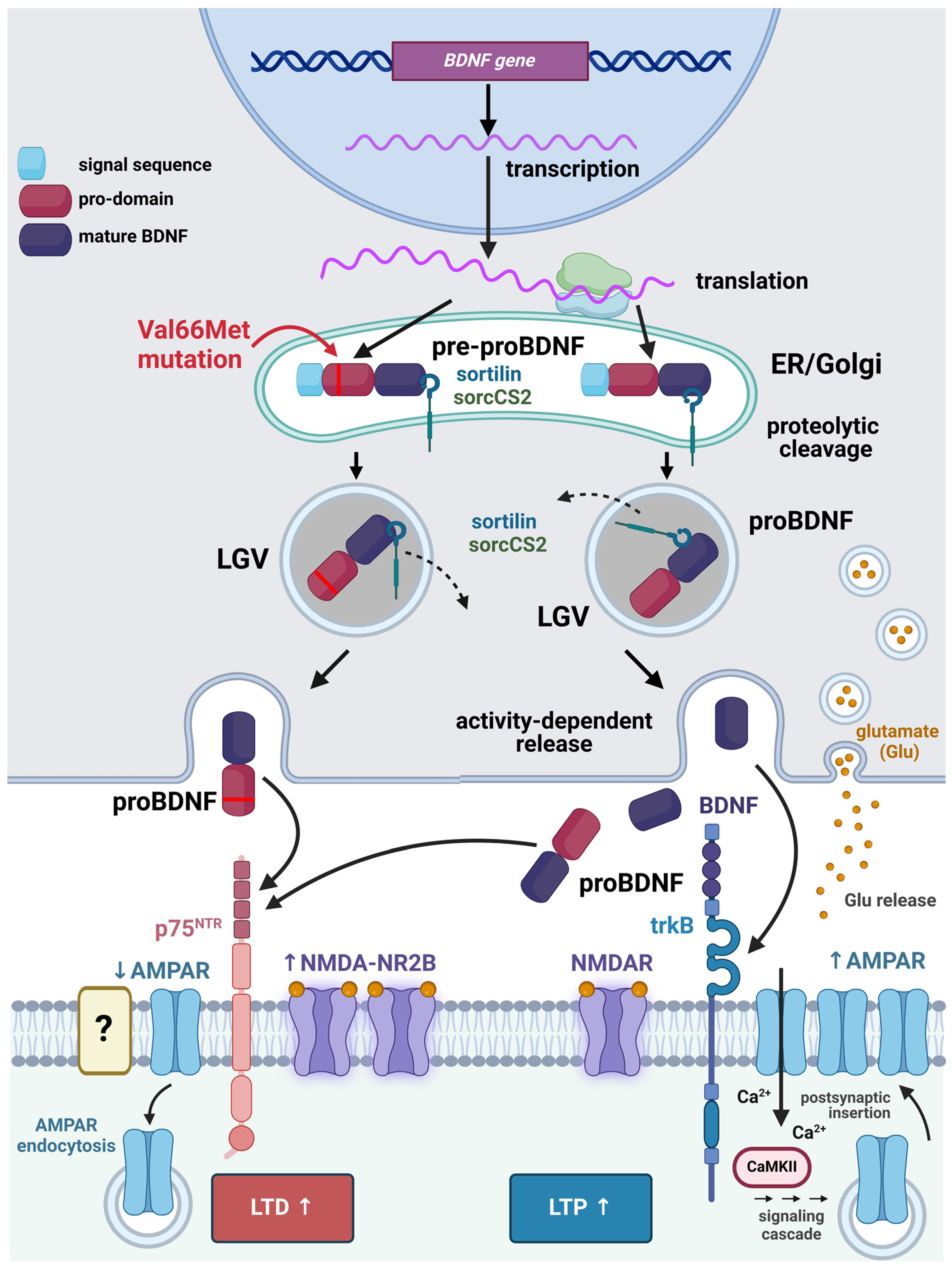 Biomolecules 14 00539 g001 Biomolecules 14 00539 g001