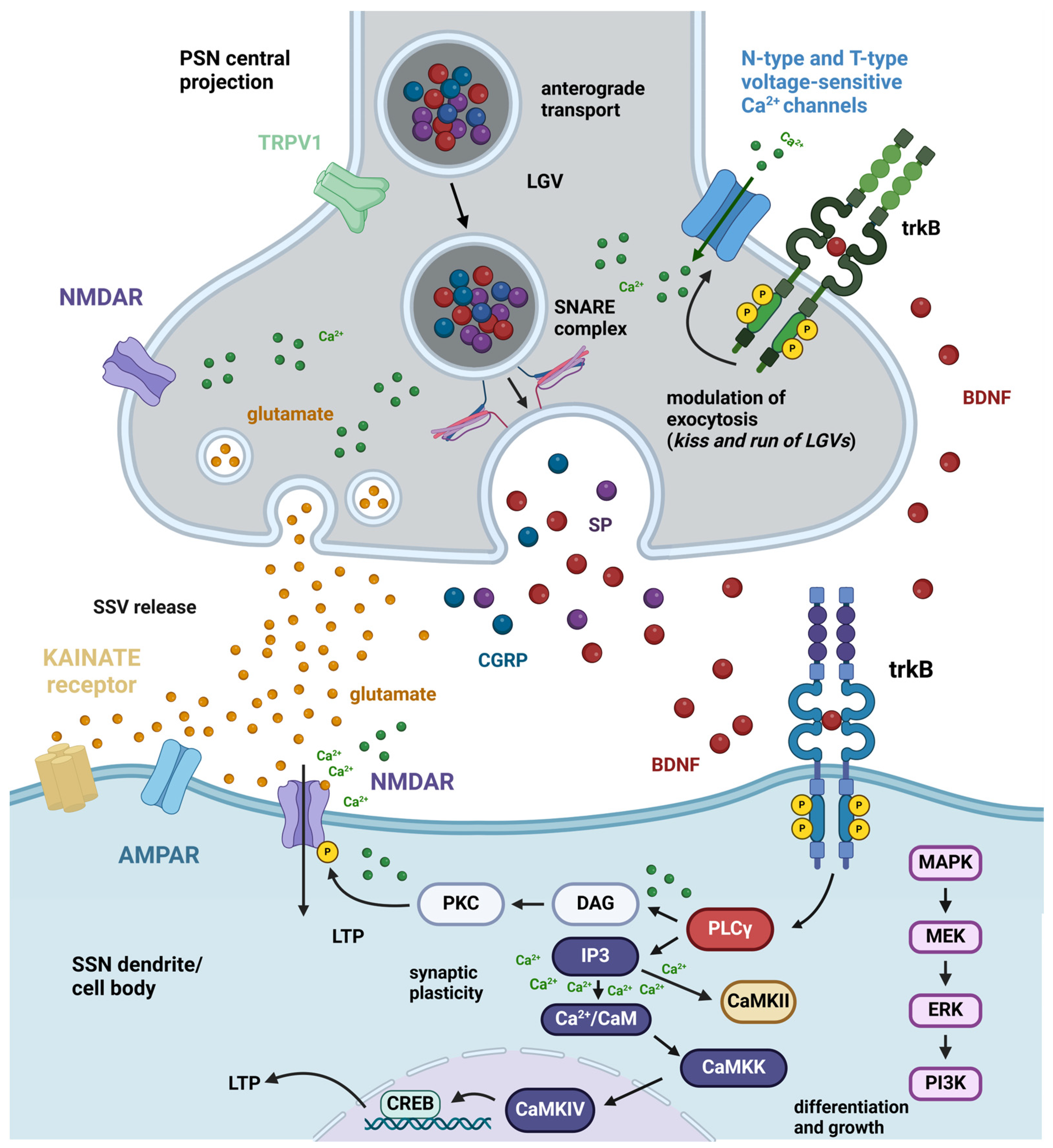 Biomolecules 14 00539 g002 Biomolecules 14 00539 g002