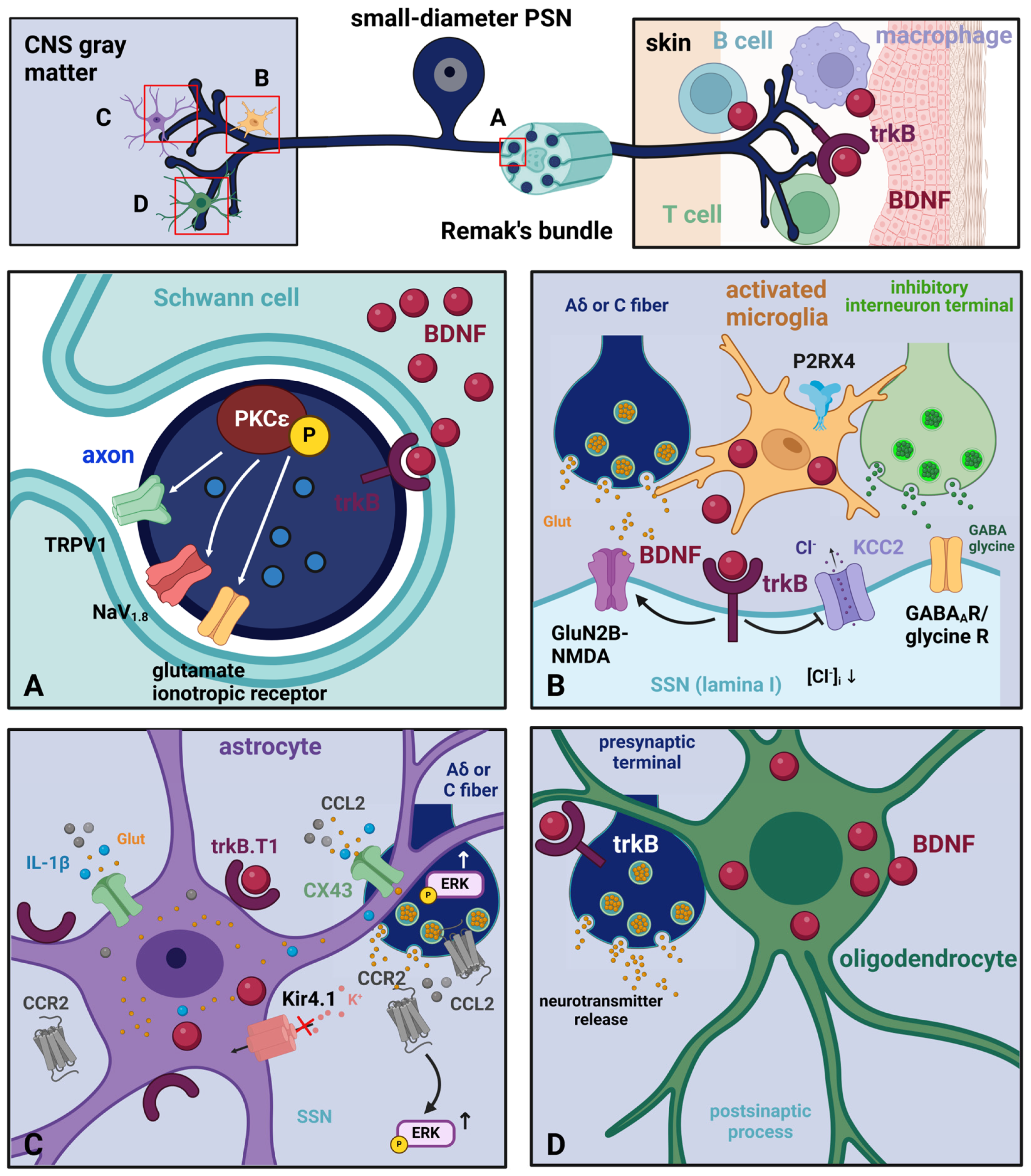 Biomolecules 14 00539 g003 Biomolecules 14 00539 g003