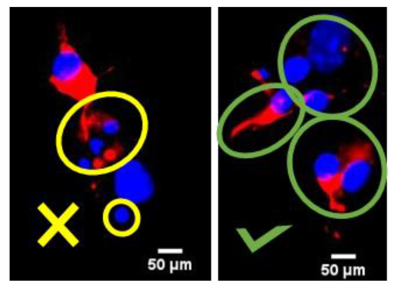 Biomolecules 14 00543 g002