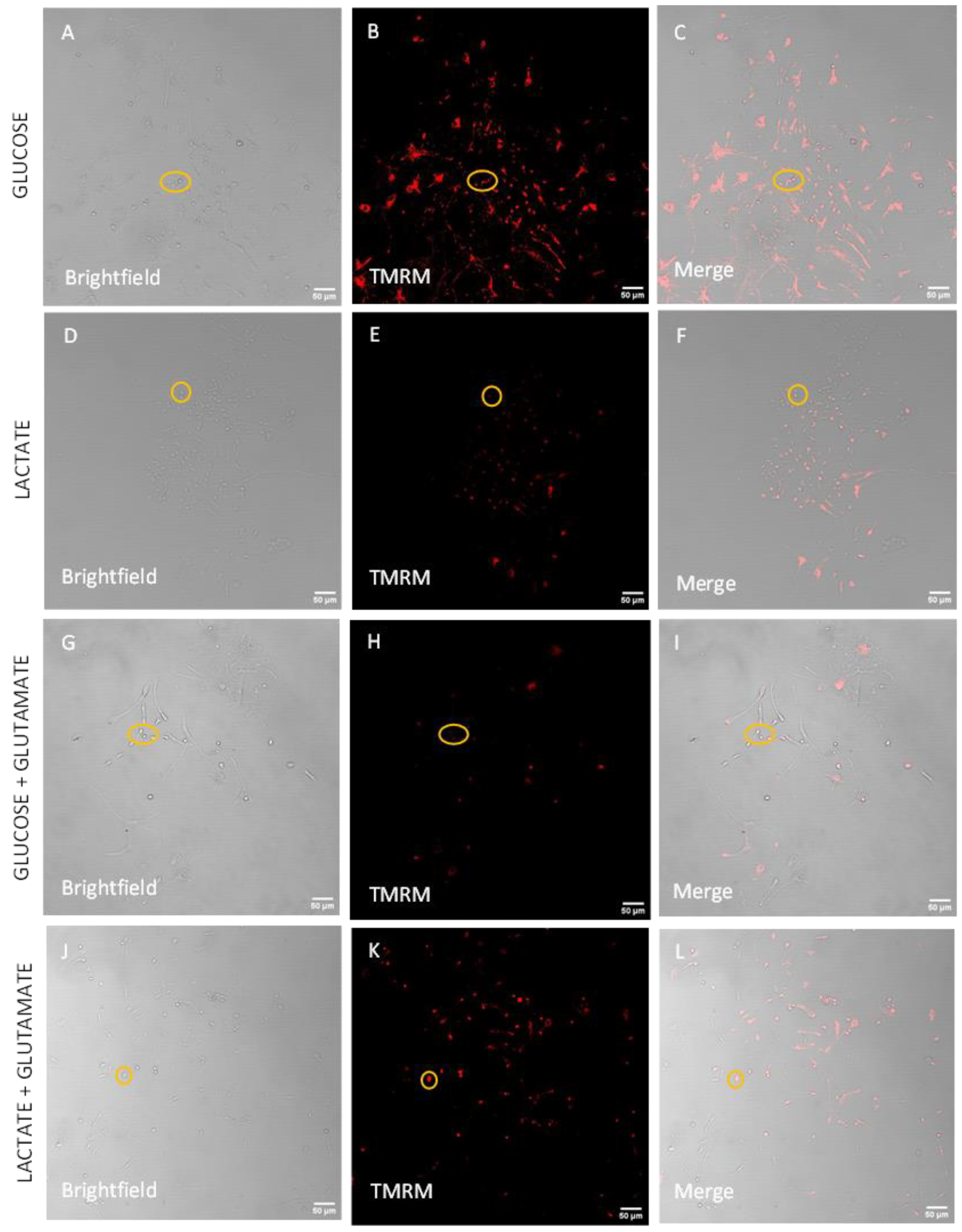 Biomolecules 14 00543 g006a