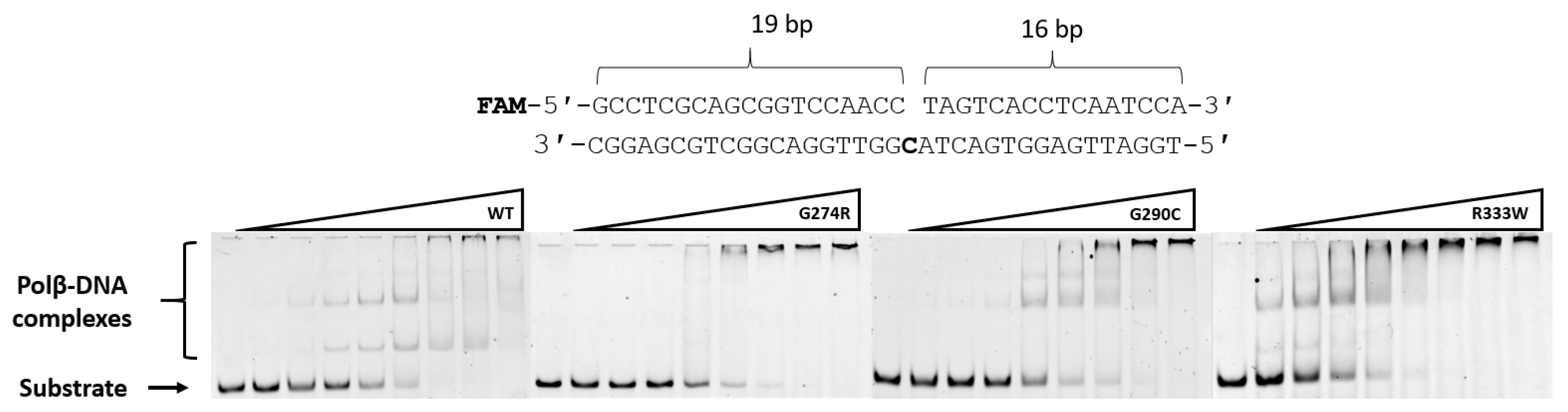 Biomolecules 14 00547 g004