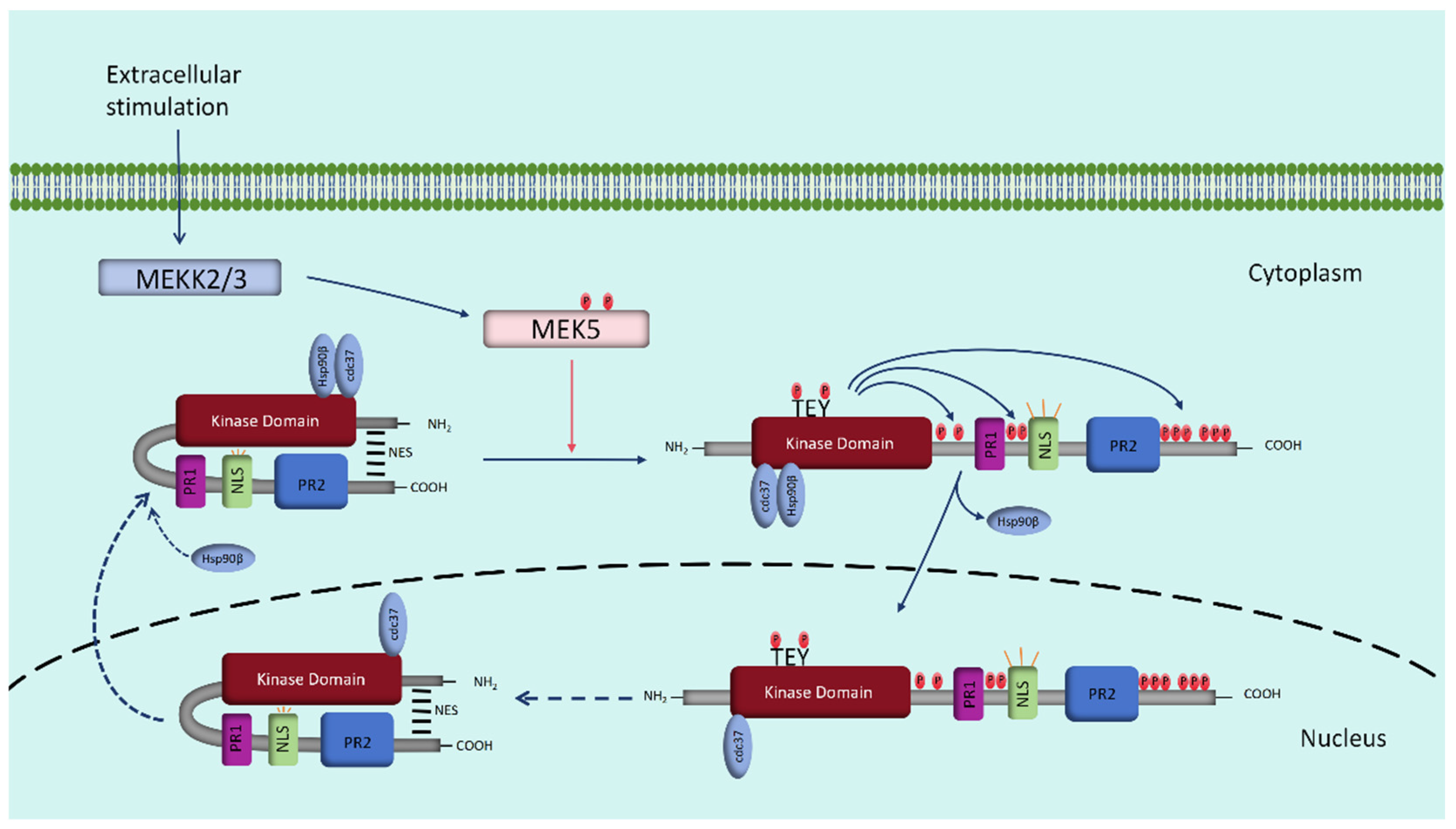 Biomolecules 14 00556 g001