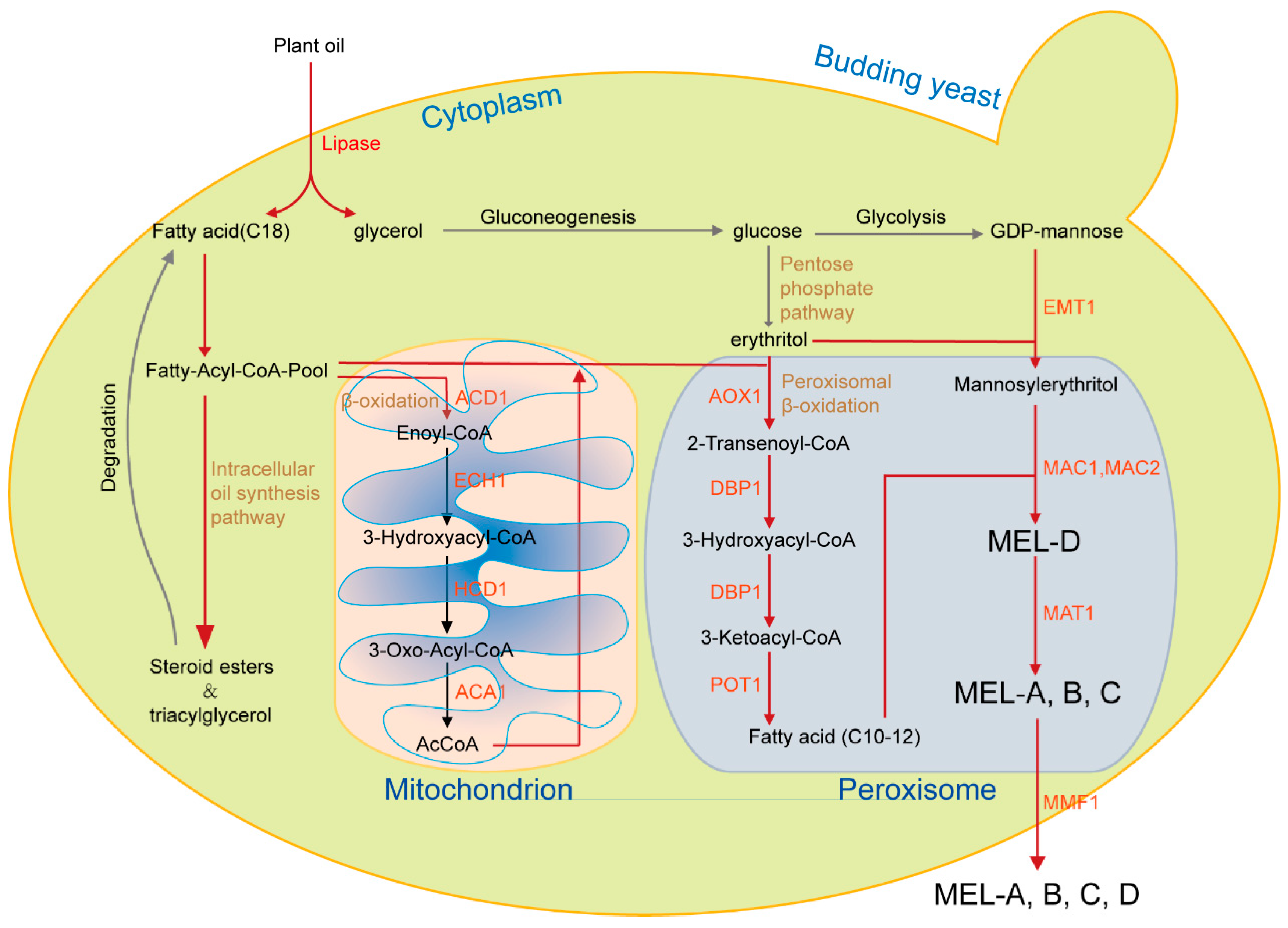 Biomolecules 14 00557 g004 Biomolecules 14 00557 g004