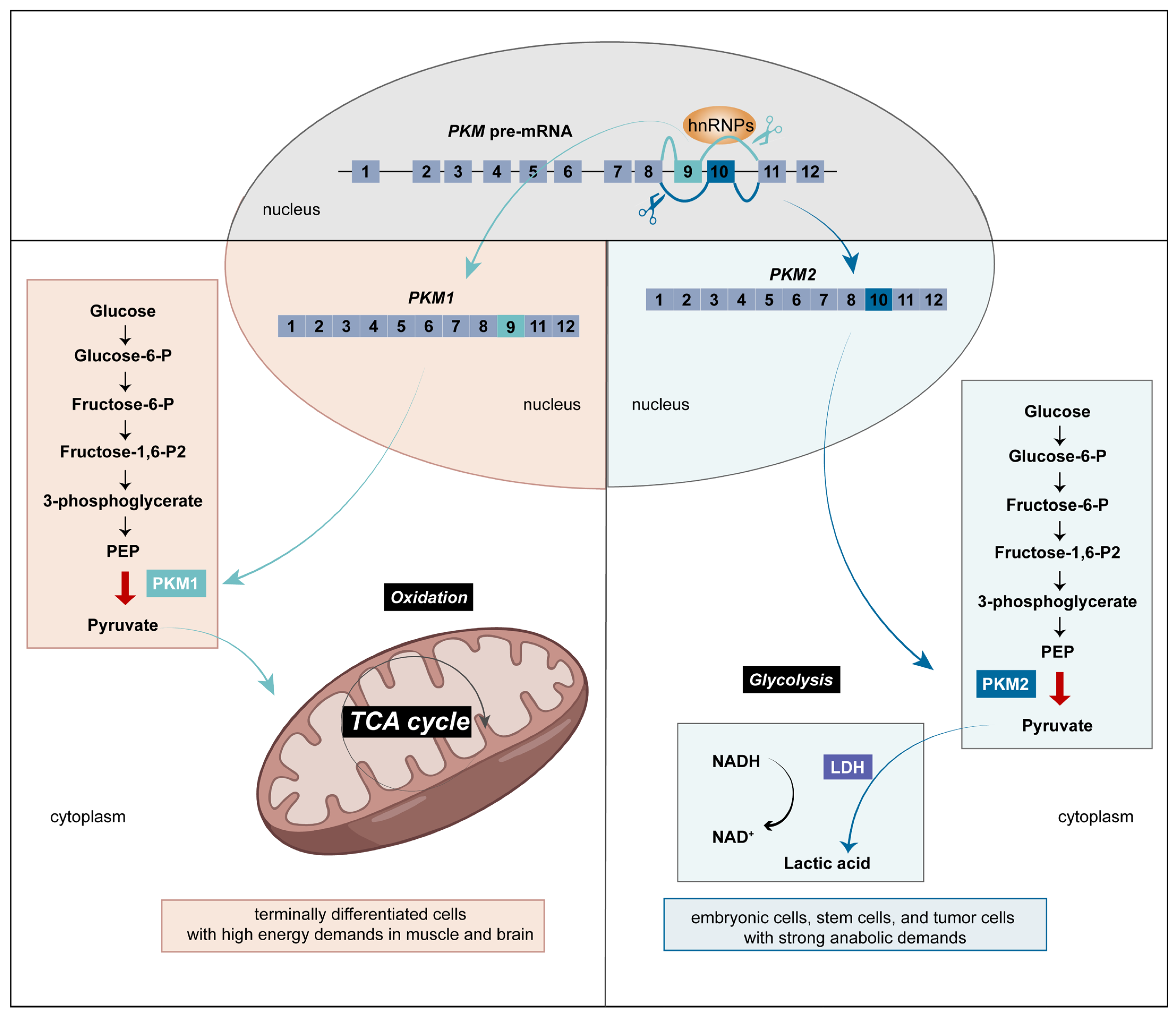 Biomolecules 14 00566 g001 Biomolecules 14 00566 g001