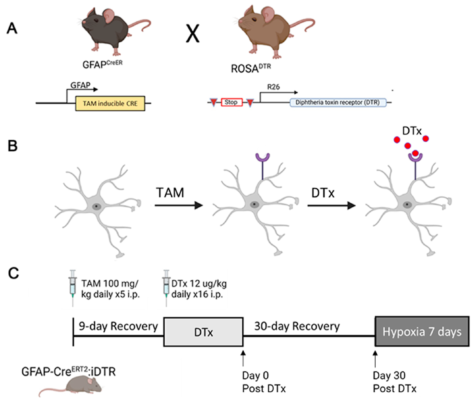 Biomolecules 14 00567 g001