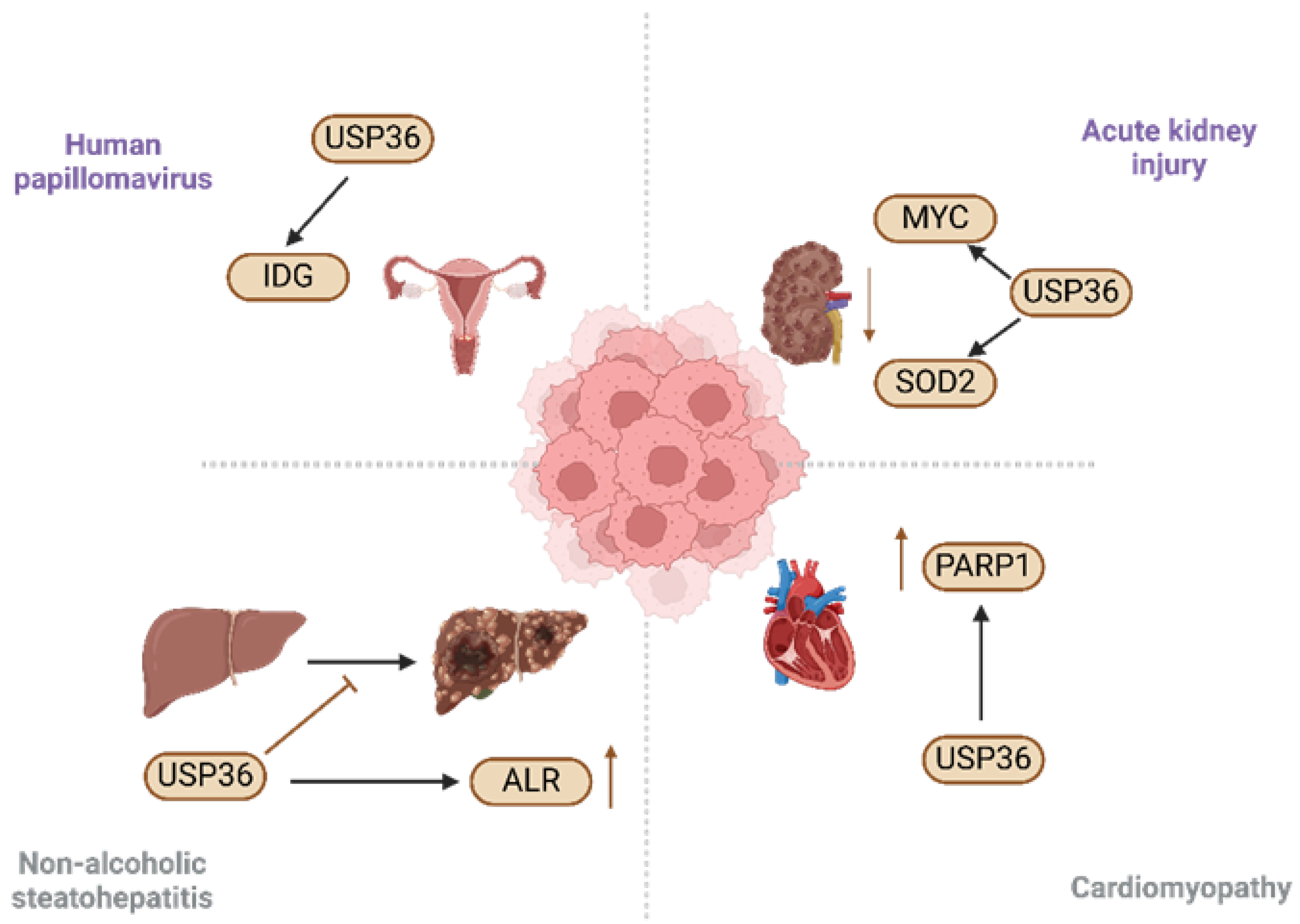 Biomolecules 14 00572 g003 Biomolecules 14 00572 g003
