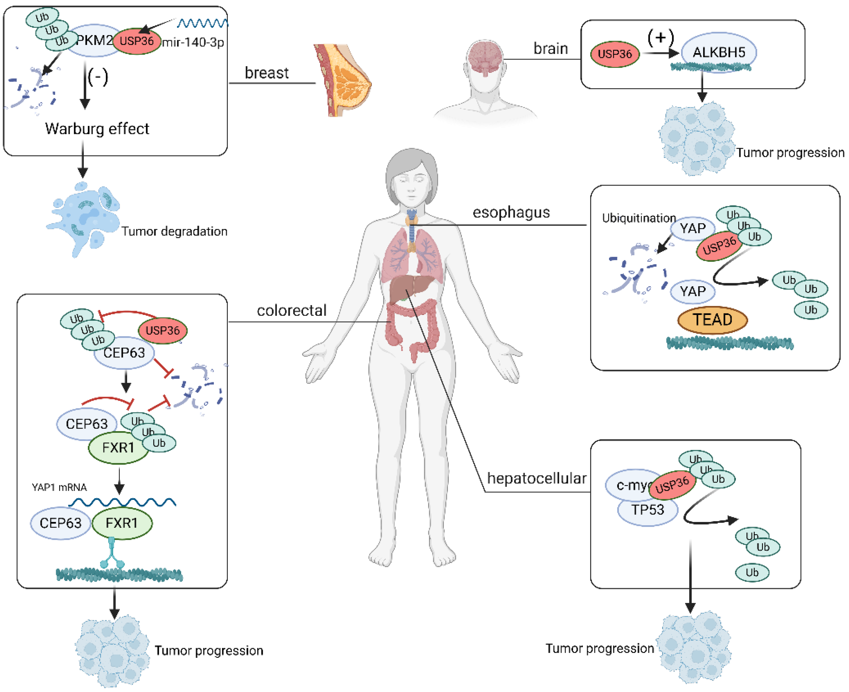 Biomolecules 14 00572 g006 Biomolecules 14 00572 g006