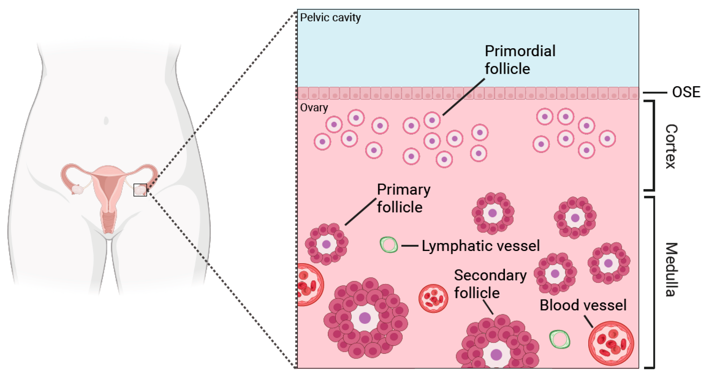 Biomolecules 14 00585 g001 Biomolecules 14 00585 g001